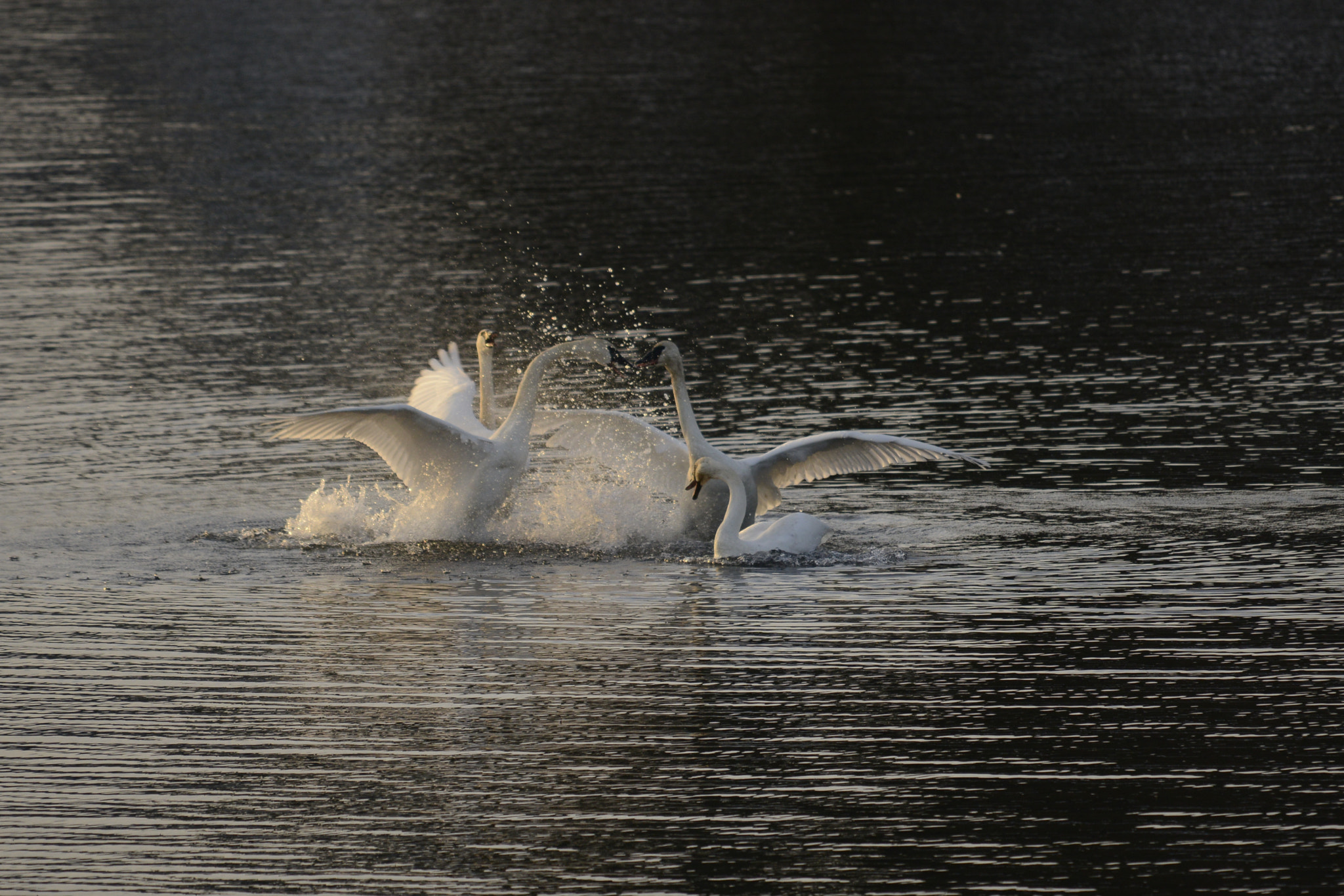 Nikon D800E sample photo. Winter swans dancing xmas day 2016 photography