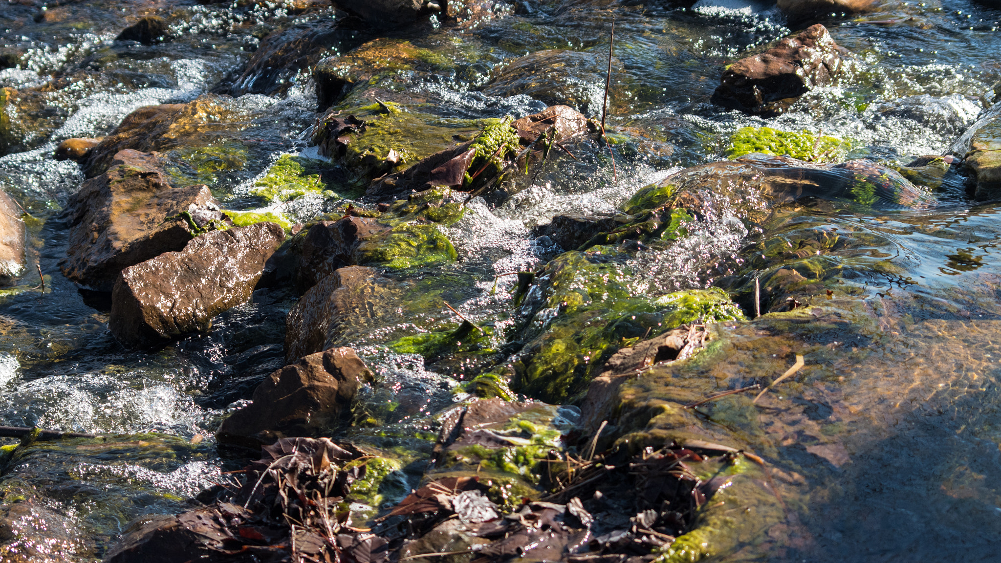 Nikon D5500 + Sigma 70-300mm F4-5.6 DG Macro sample photo. Winter algae  photography