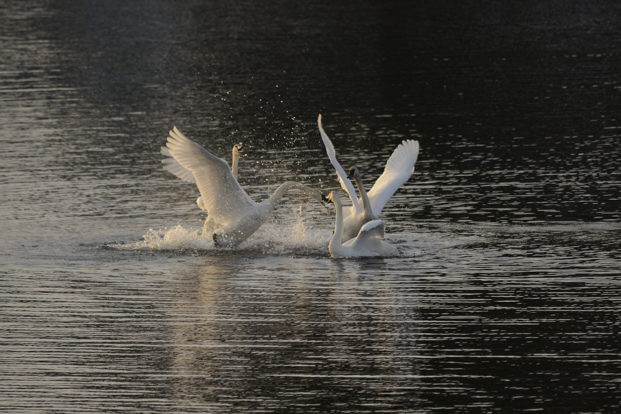 Sigma 120-400mm F4.5-5.6 DG OS HSM sample photo. Winter swans dancing xmas day 2016 photography