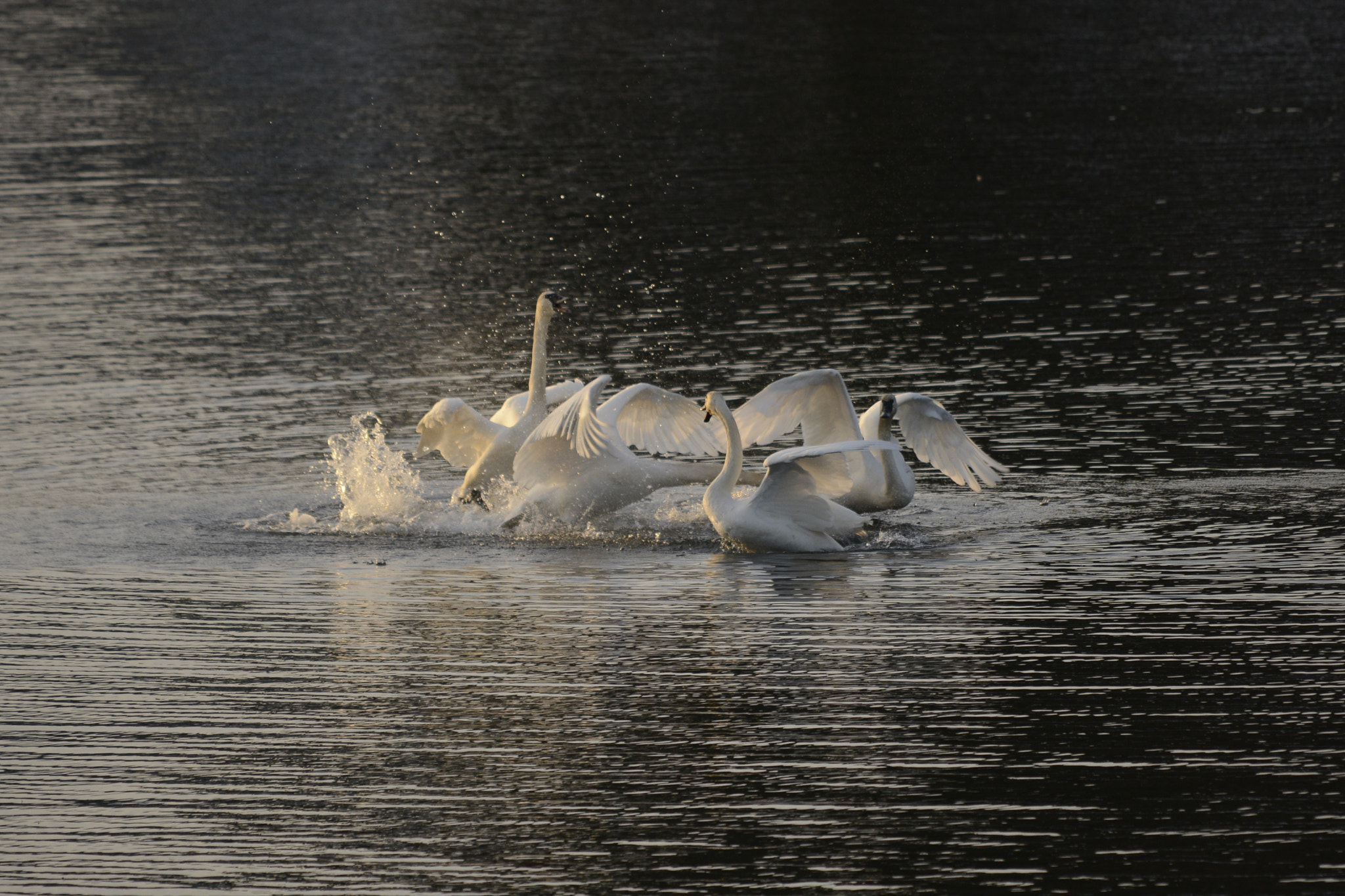 Sigma 120-400mm F4.5-5.6 DG OS HSM sample photo. Winter swans dancing xmas day 2016 photography