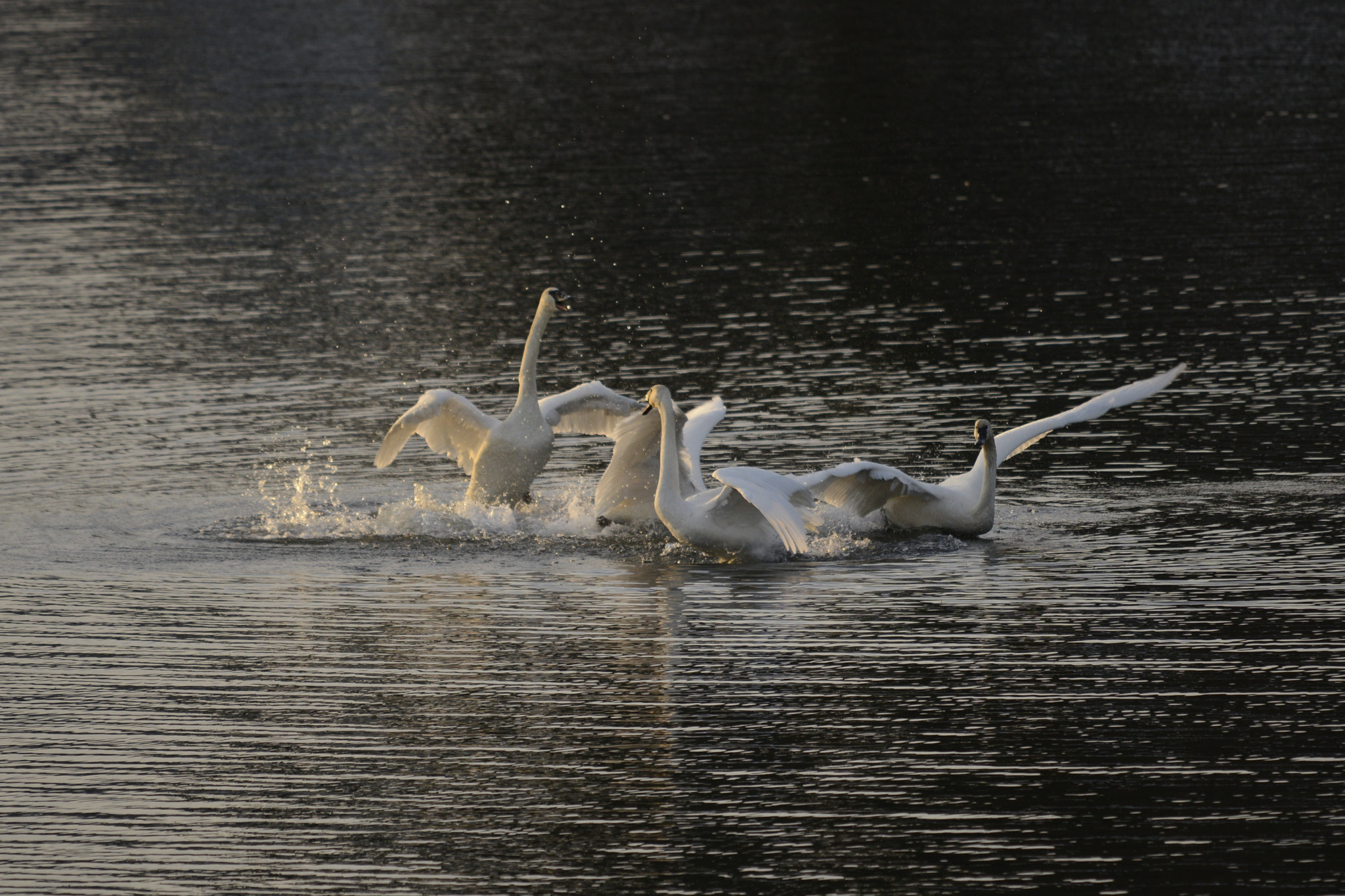 Nikon D800E sample photo. Winter swans dancing xmas day 2016 photography