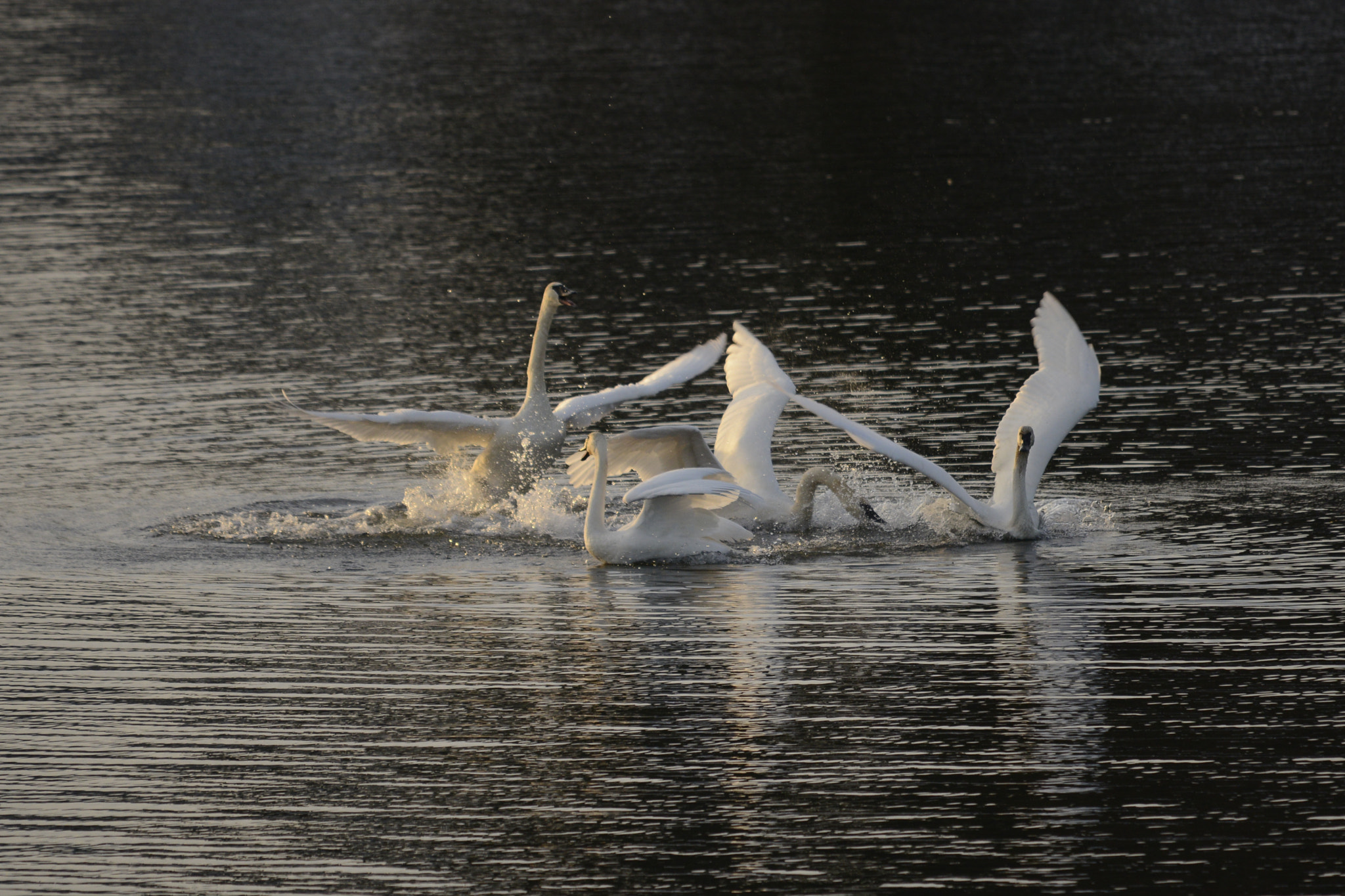Sigma 120-400mm F4.5-5.6 DG OS HSM sample photo. Winter swans dancing xmas day 2016 photography