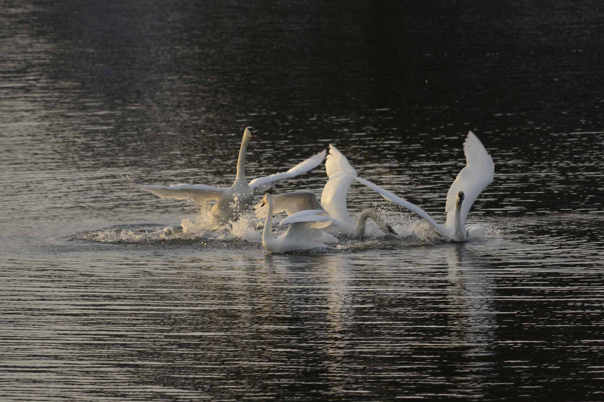 Nikon D800E sample photo. Winter swans dancing xmas day 2016 photography