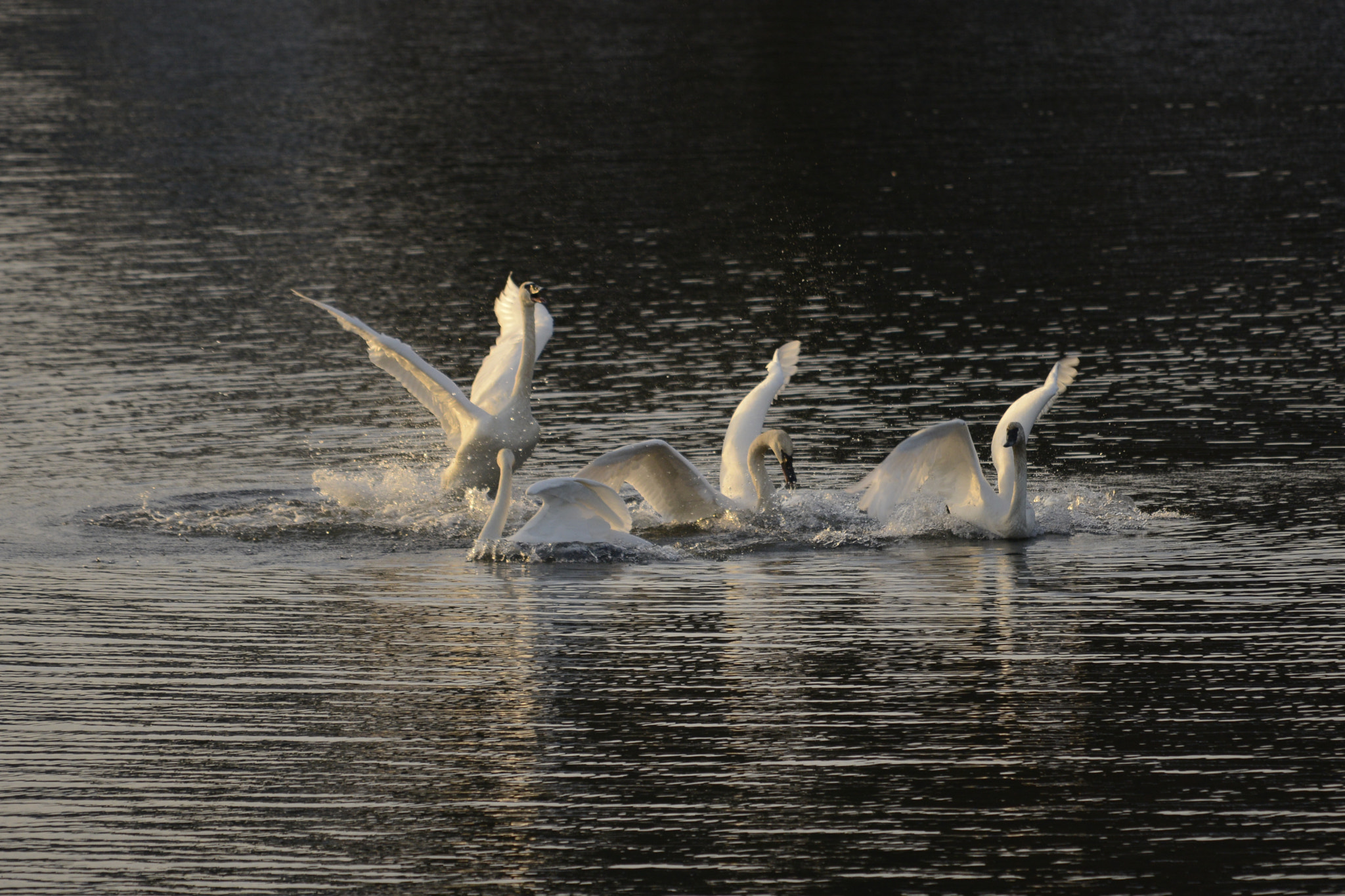 Nikon D800E sample photo. Winter swans dancing xmas day 2016 photography