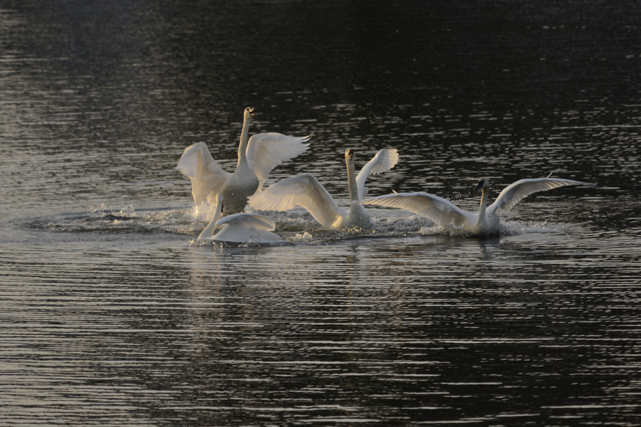 Sigma 120-400mm F4.5-5.6 DG OS HSM sample photo. Winter swans dancing xmas day 2016 photography