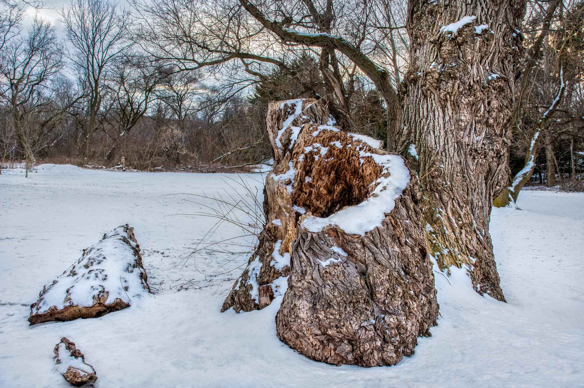 Sony Alpha NEX-5T sample photo. Willow stump in the park photography