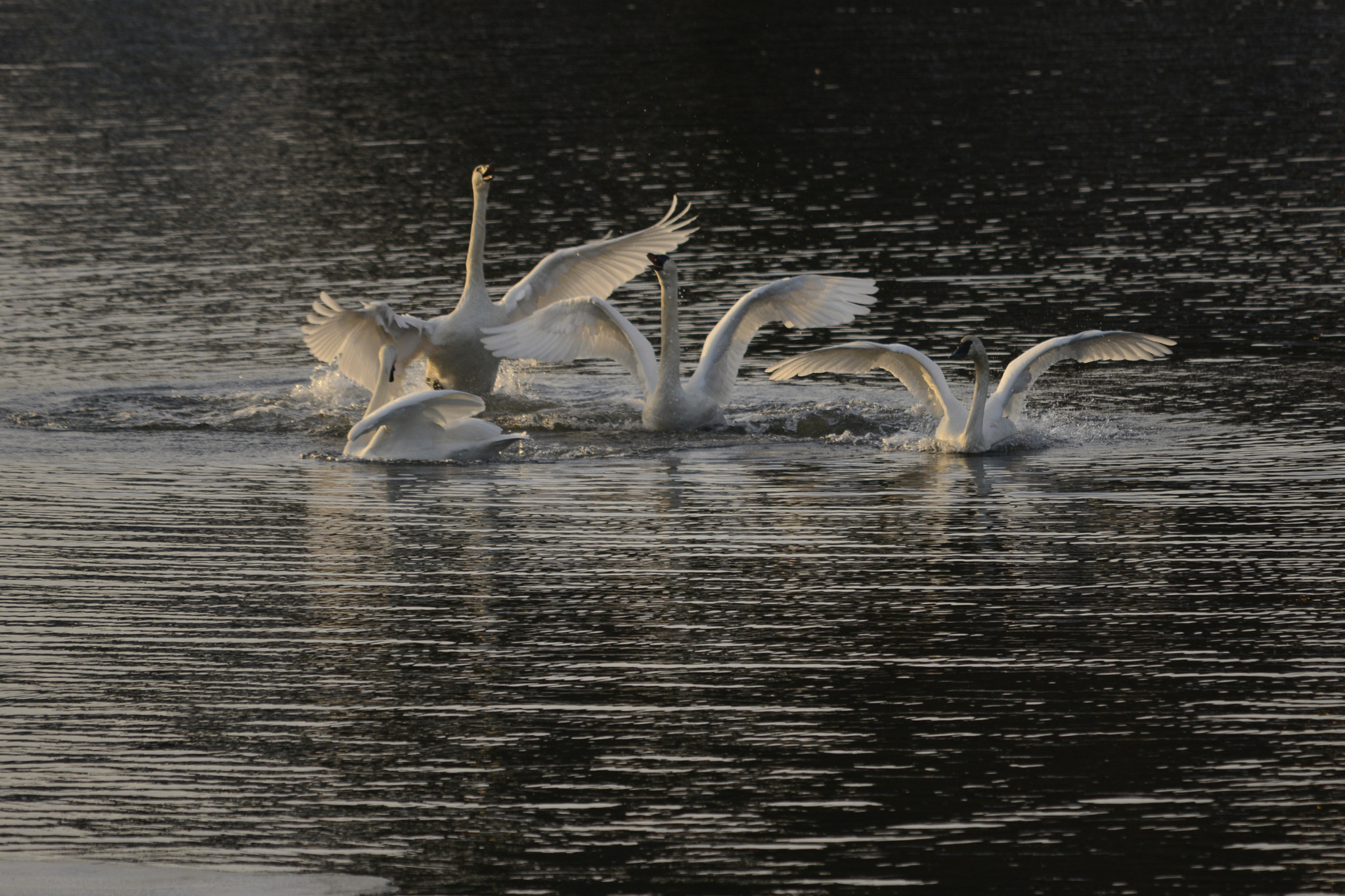 Nikon D800E sample photo. Winter swans dancing xmas day 2016 photography