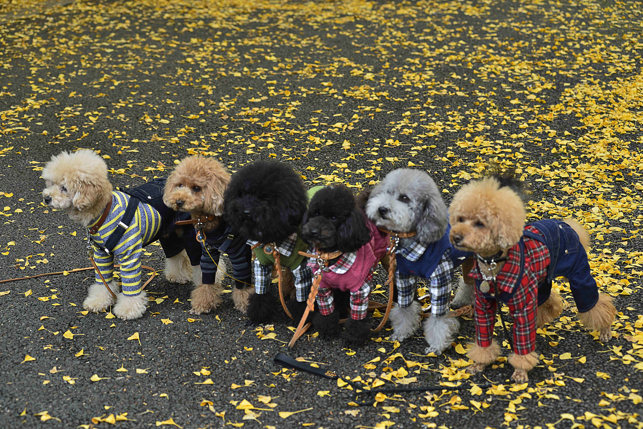 Nikon AF-Nikkor 80-200mm F2.8D ED sample photo. Dog show photography