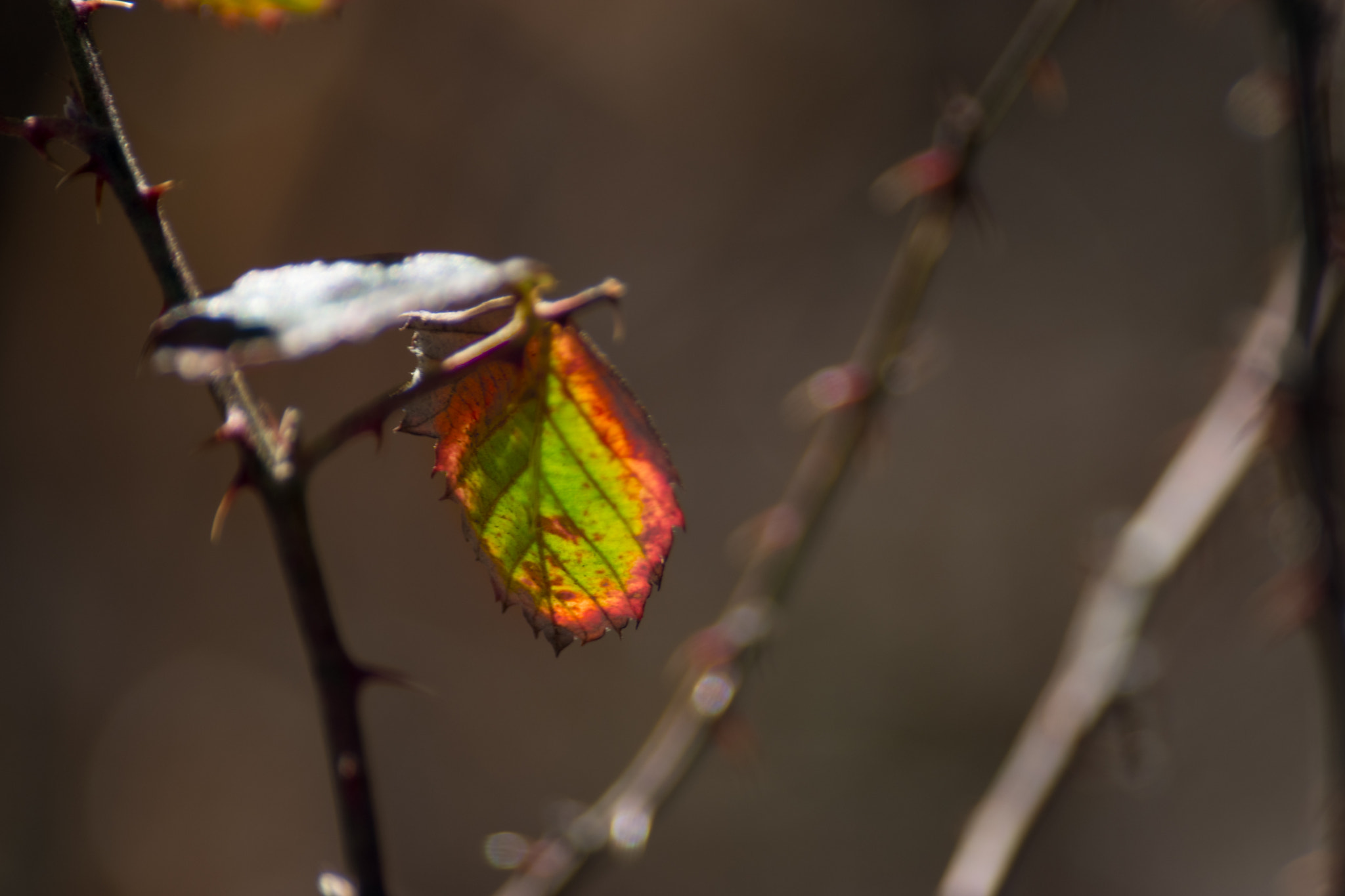 Sigma 70-300mm F4-5.6 DG Macro sample photo