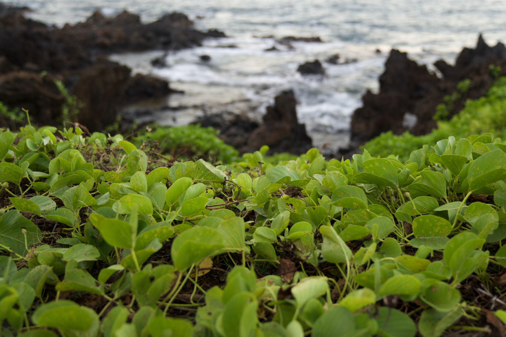 Sony FE 24-70mm F2.8 GM sample photo. The simple things photography