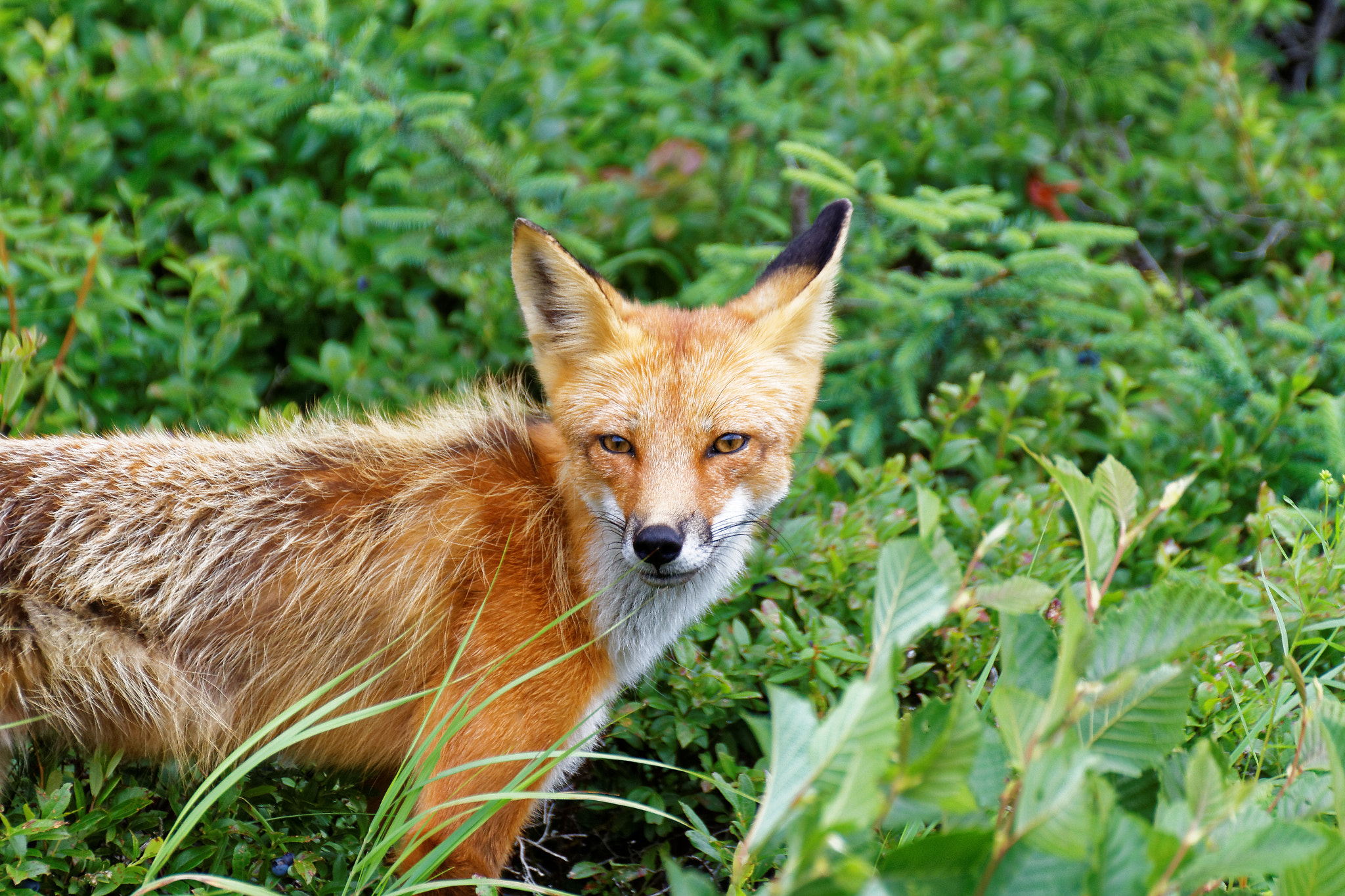 Tamron SP 35mm F1.8 Di VC USD sample photo. Red fox 3 photography