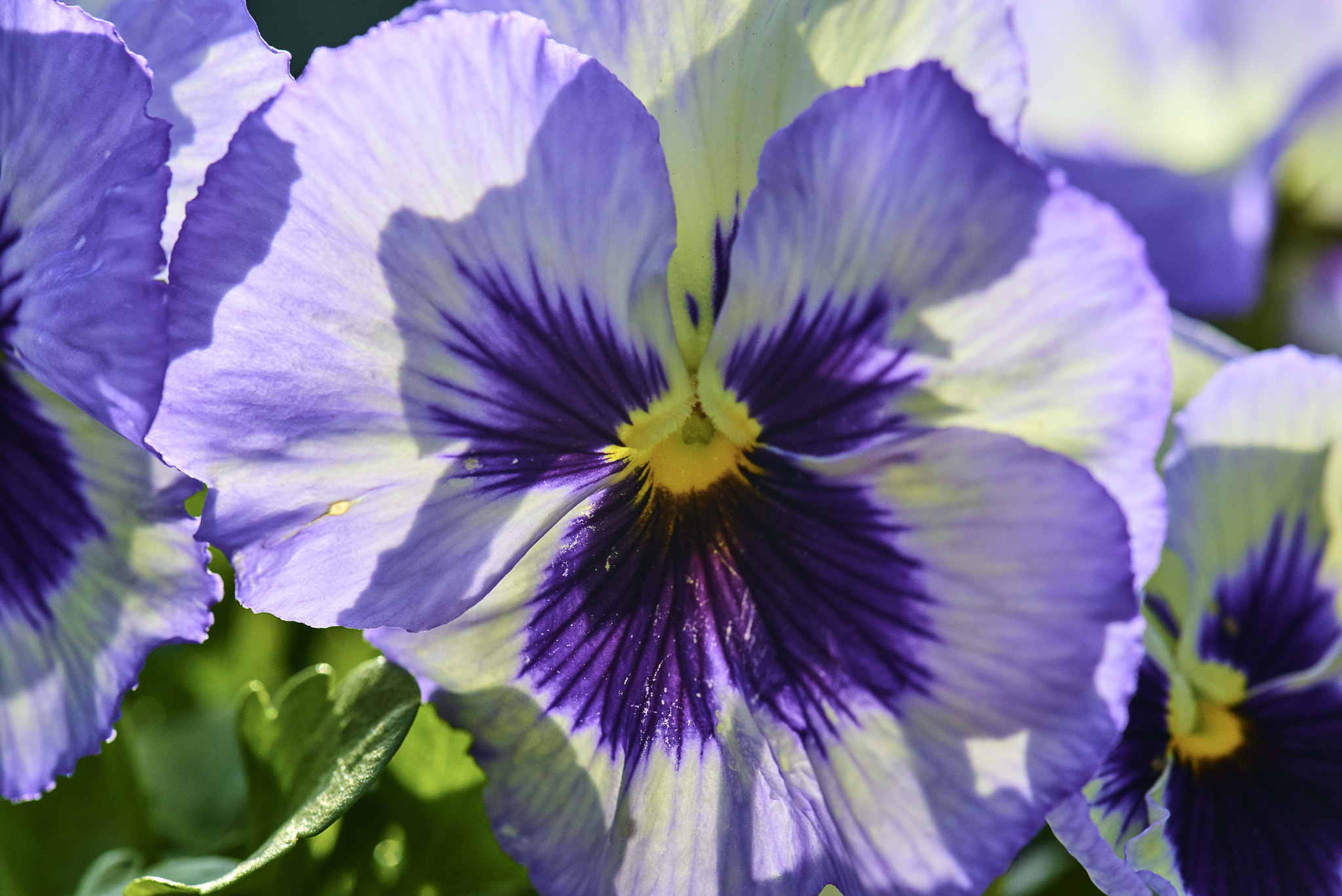 Nikon D800 sample photo. Colorful bloom at the dallas arboretum photography