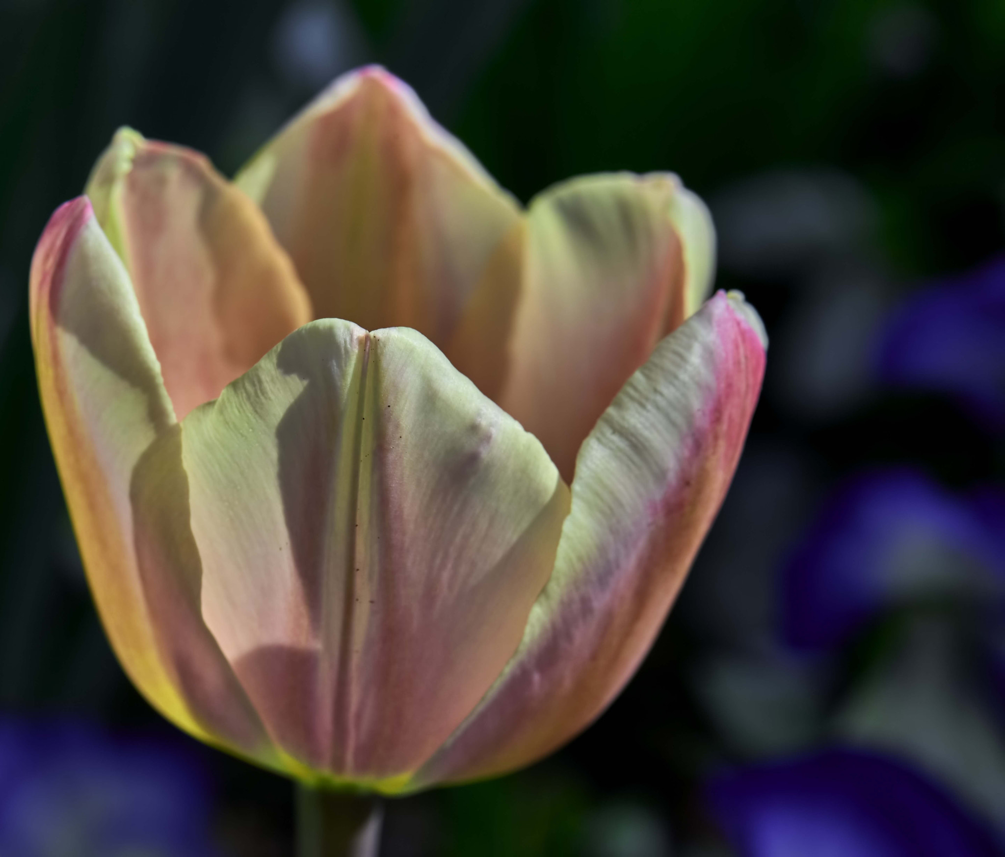 Nikon D800 sample photo. Tulips in bloom at the dallas arboretum photography