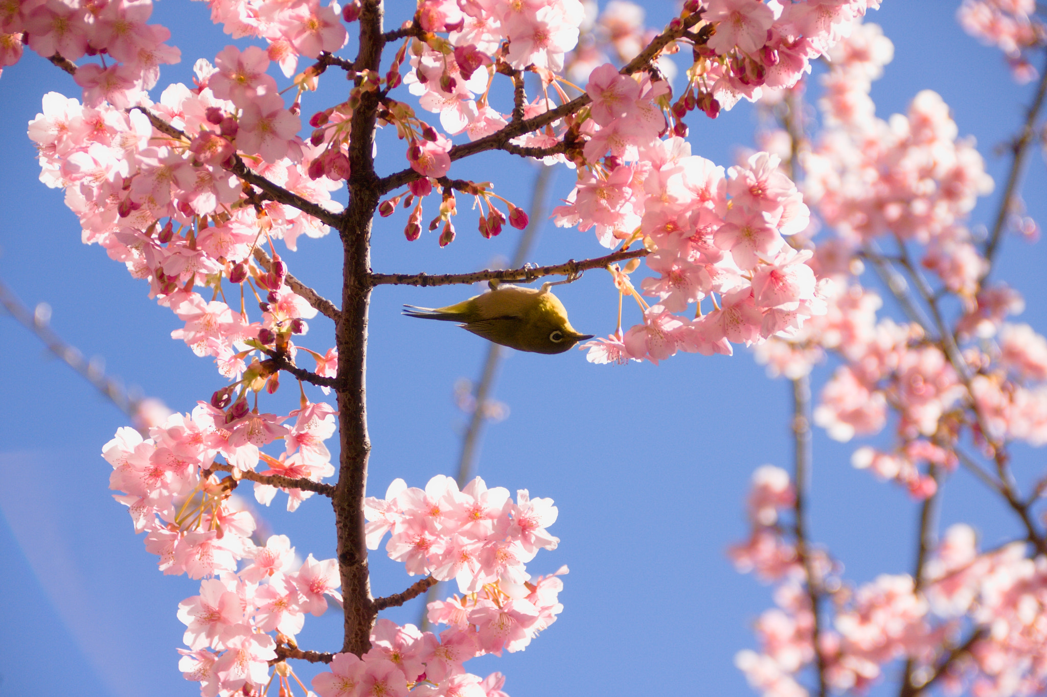 Canon EOS 40D sample photo. Mejiro in kawazu cherry blossoms photography