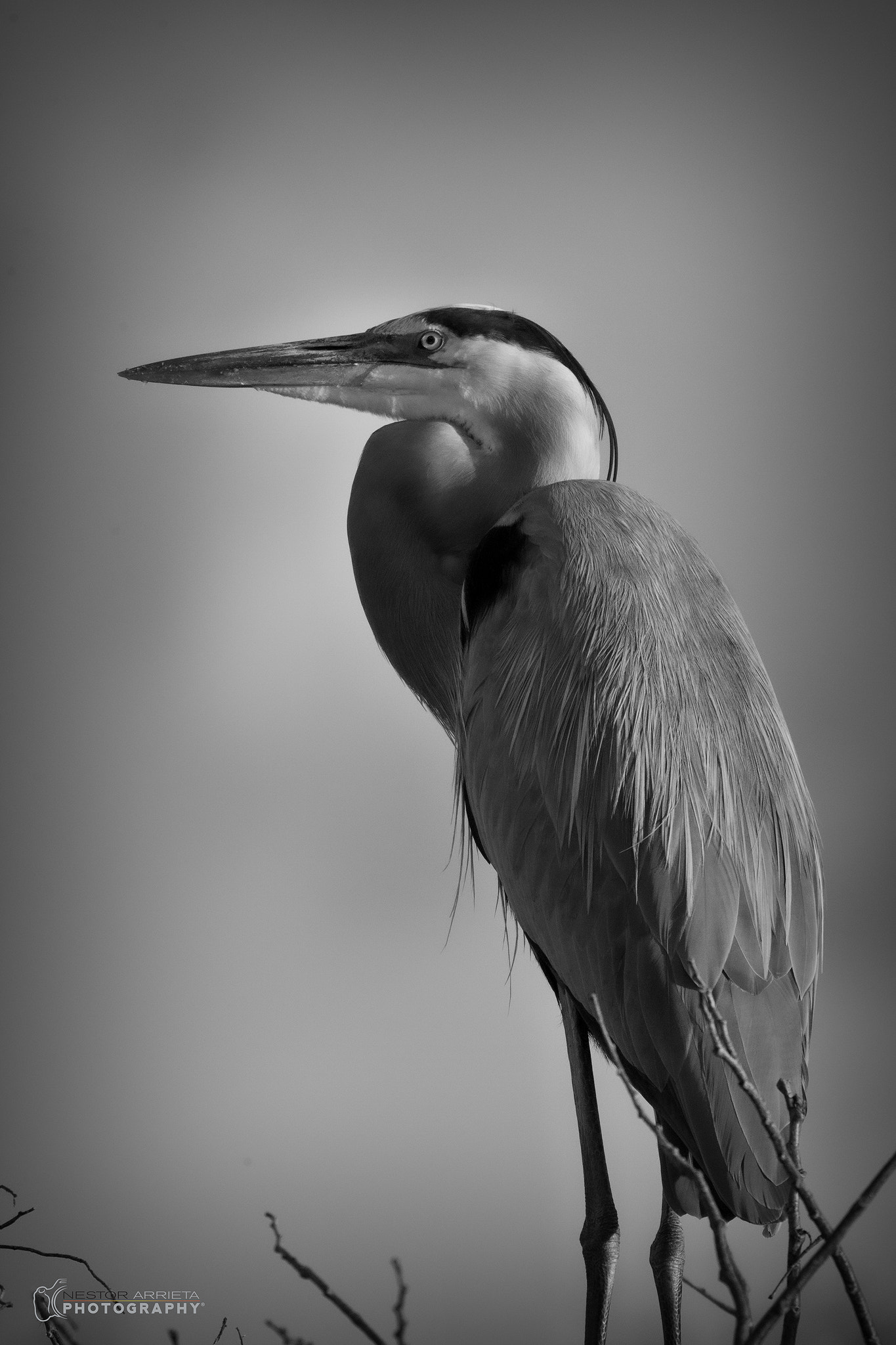 Canon EOS-1D Mark III sample photo. Heronbw photography