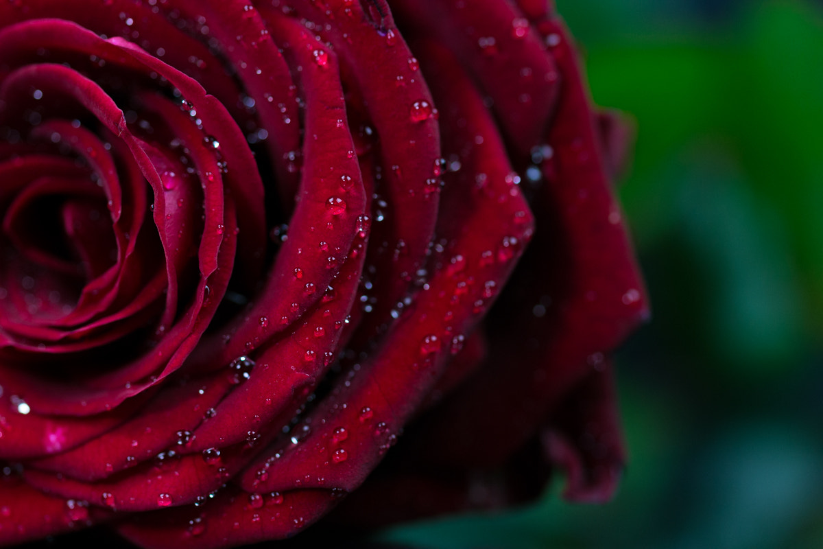 Sigma 105mm F2.8 EX DG OS HSM sample photo. Valentinstag.. photography