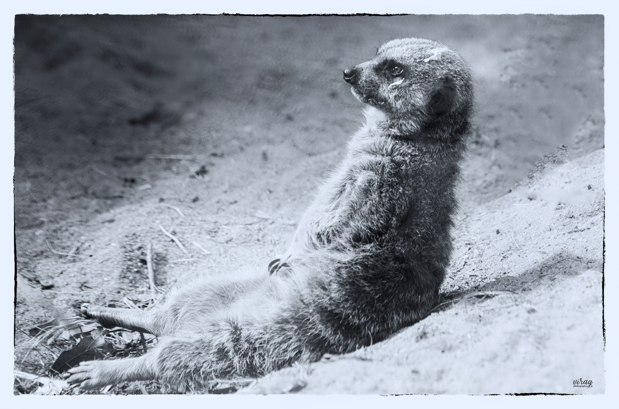 Canon EF 100-400mm F4.5-5.6L IS USM sample photo. Meerkat photography