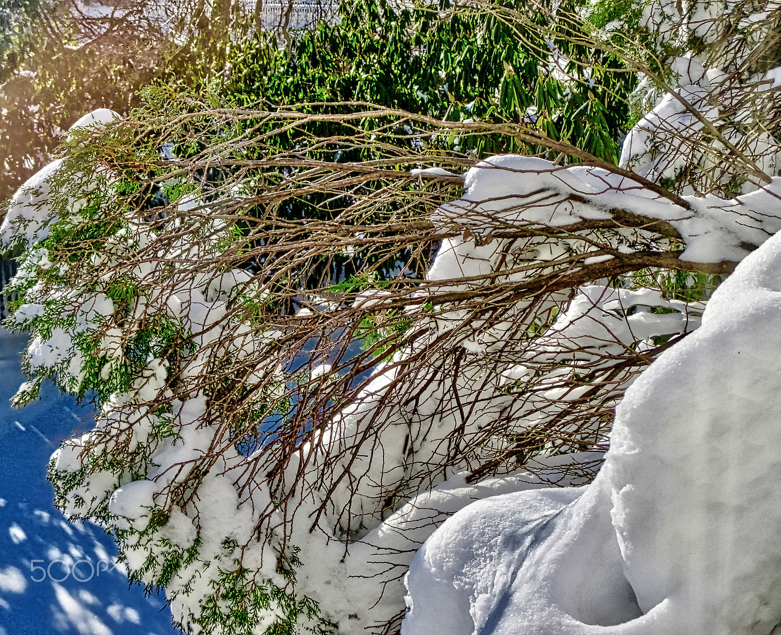 Canon PowerShot ELPH 115 IS (IXUS 132 / IXY 90F) sample photo. The pine trees under snow photography