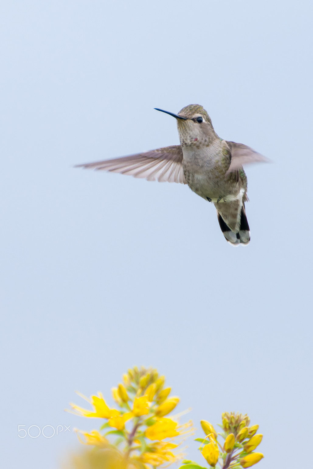 Nikon D800E sample photo. Humming bird bolsa chica usa photography