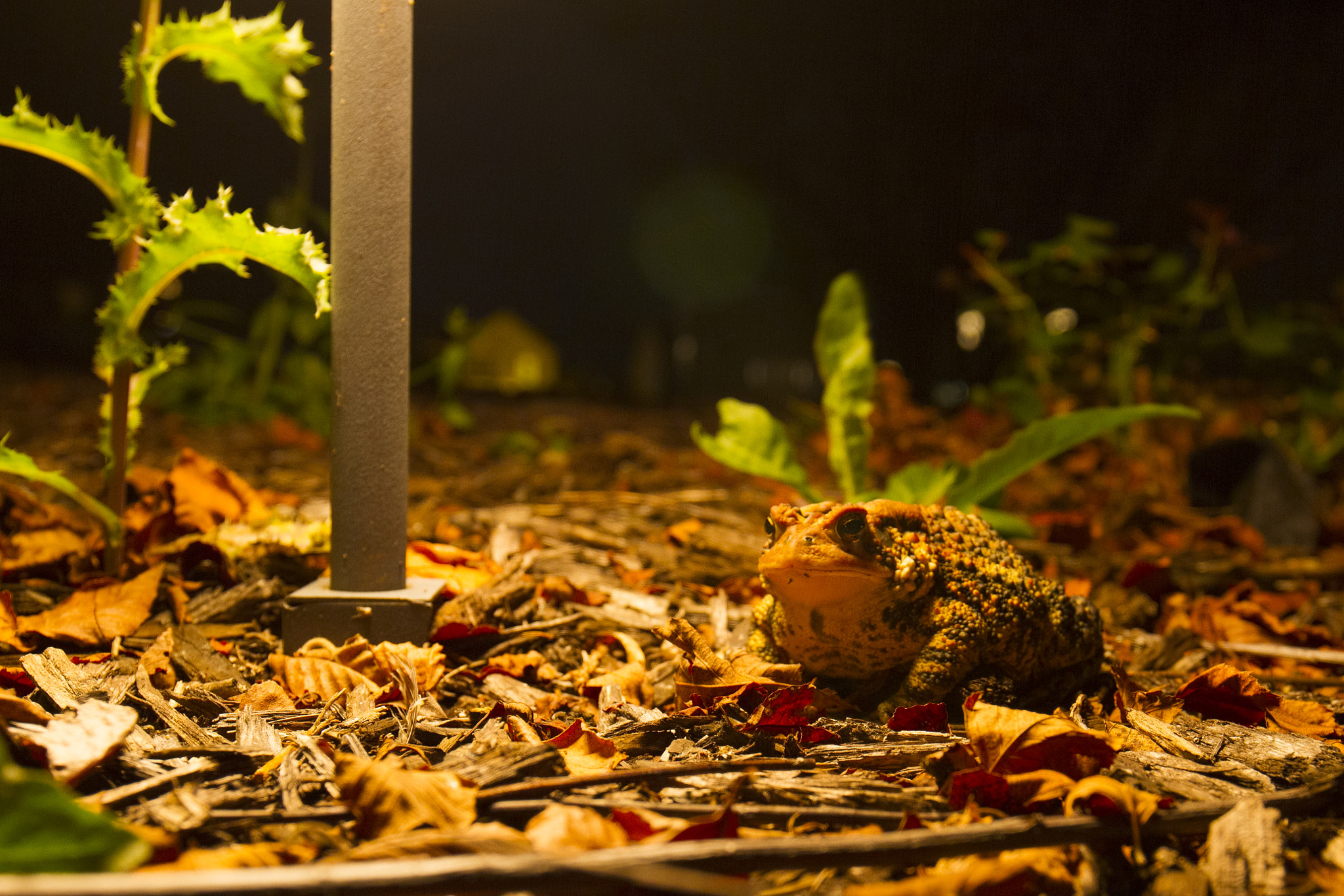 Canon EF 16-35mm F4L IS USM sample photo. Frog on patio photography