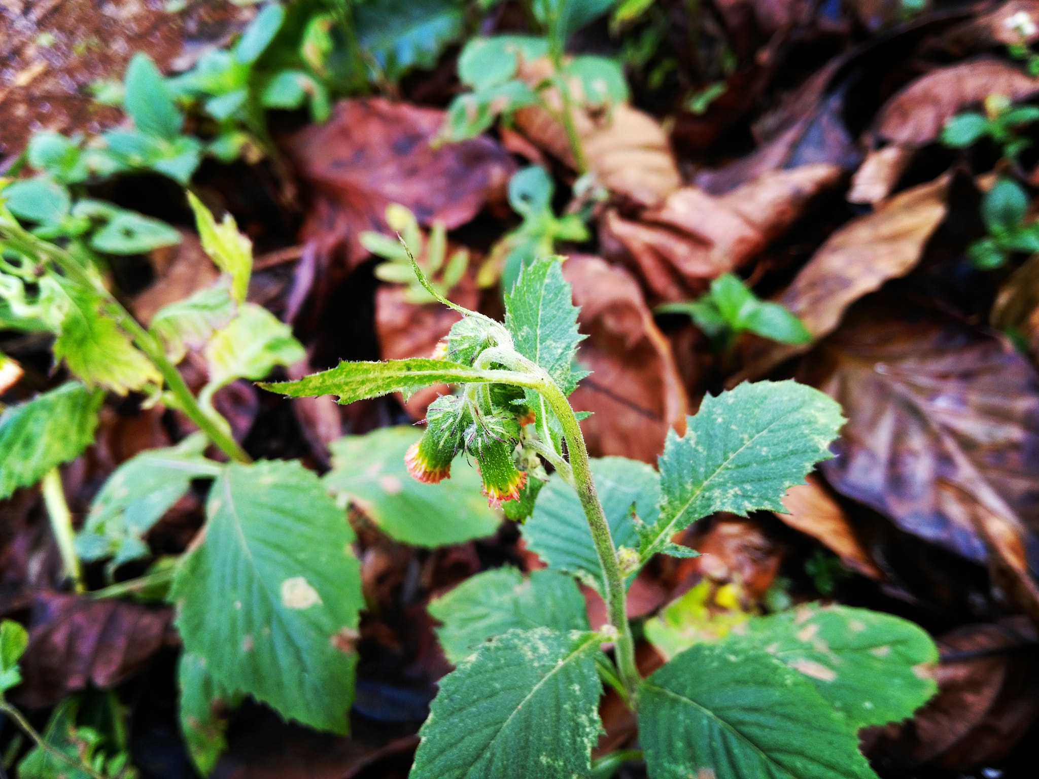 HUAWEI GR5 sample photo