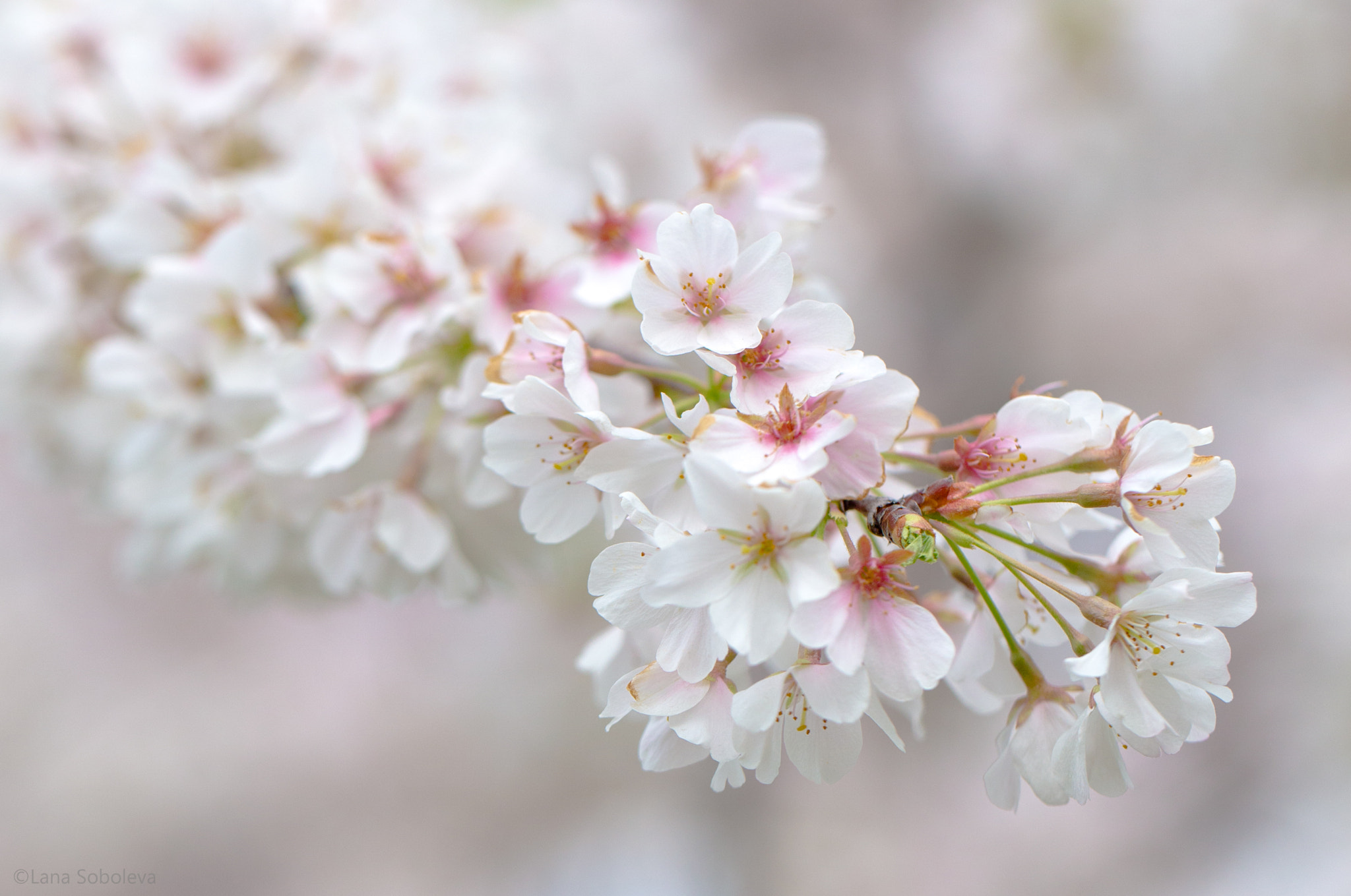 Canon EF 100mm F2.8L Macro IS USM sample photo. Happy valentine's day! photography