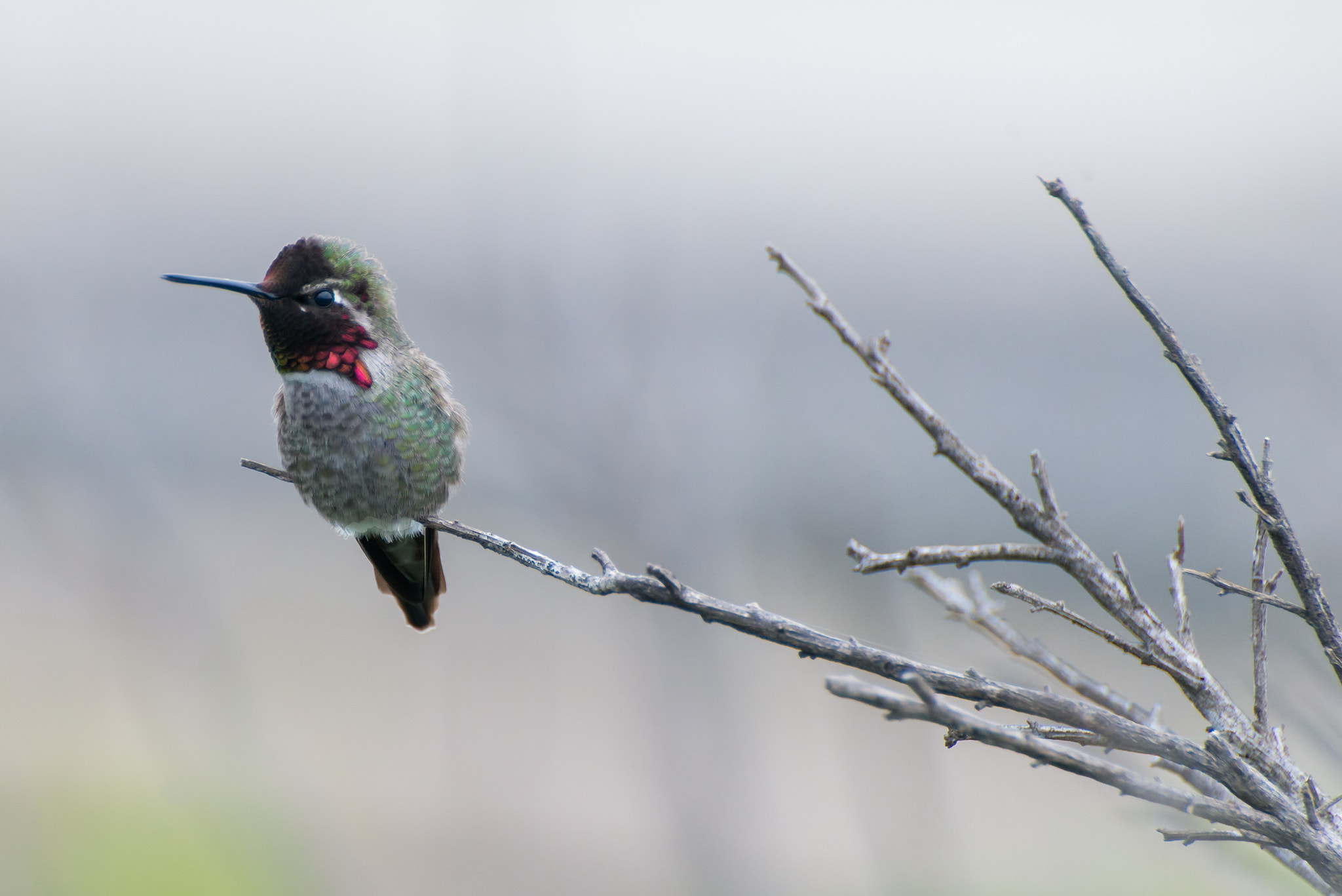 Nikon D800E sample photo. Humming bird bolsa chica usa photography