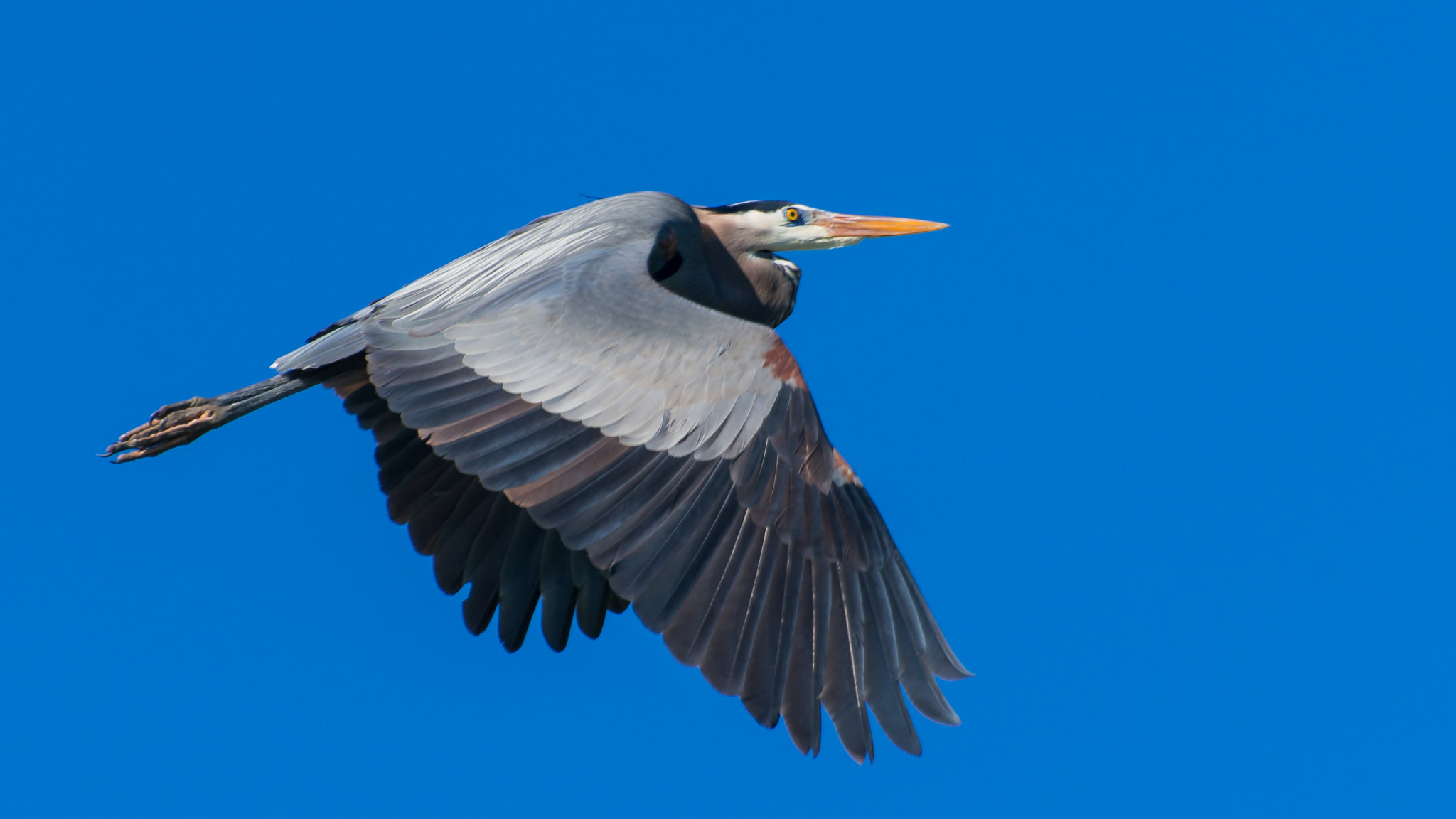 Nikon D800E sample photo. Bolsa chica wetland usa photography