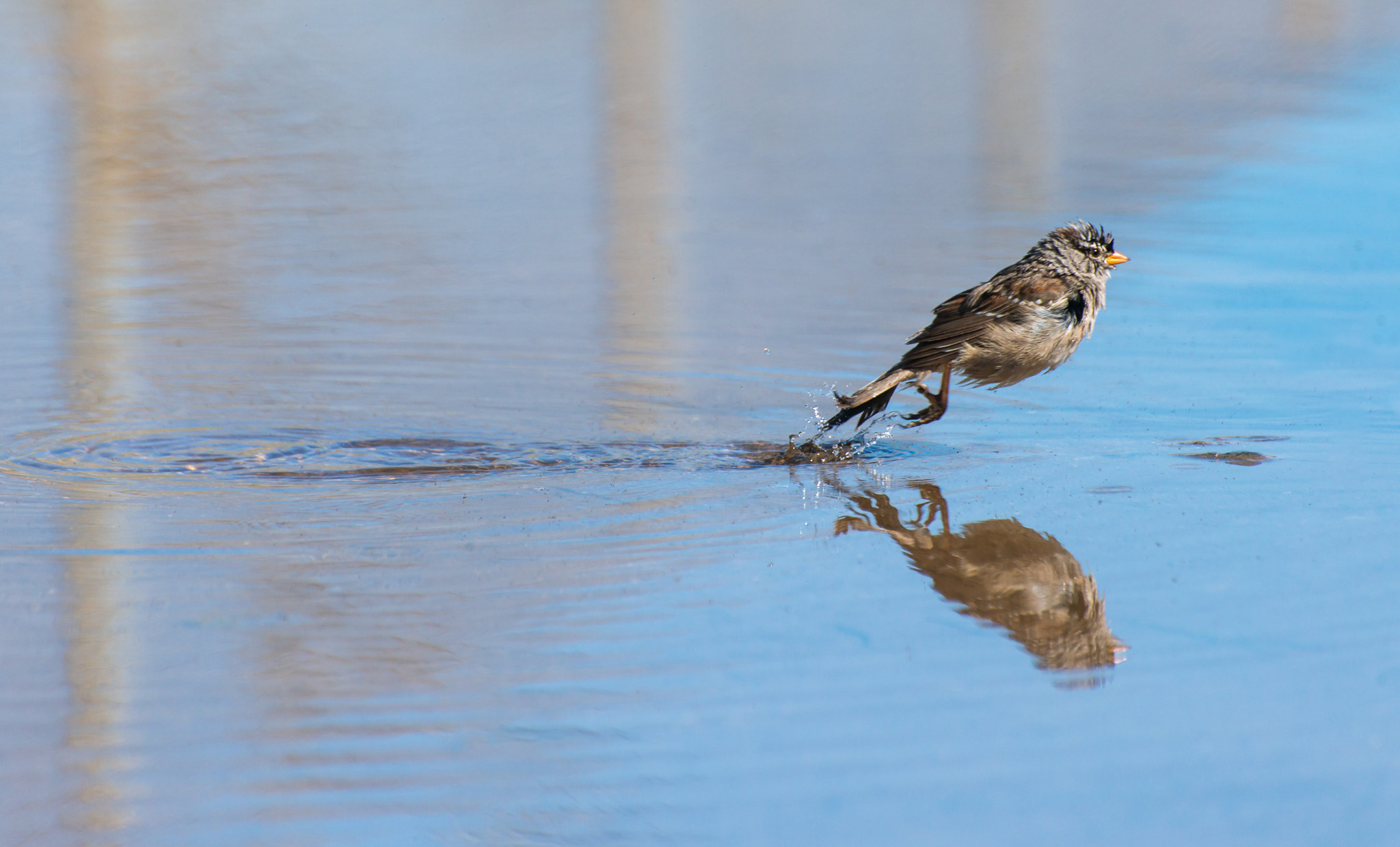 Nikon D800E sample photo. Bolsa chica wetland usa photography