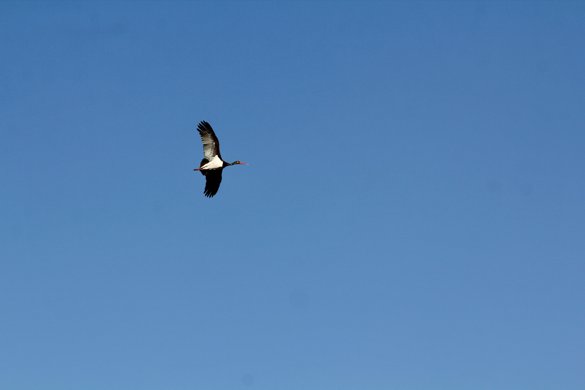 Canon EF 70-300mm F4-5.6 IS USM sample photo. Flying bird photography