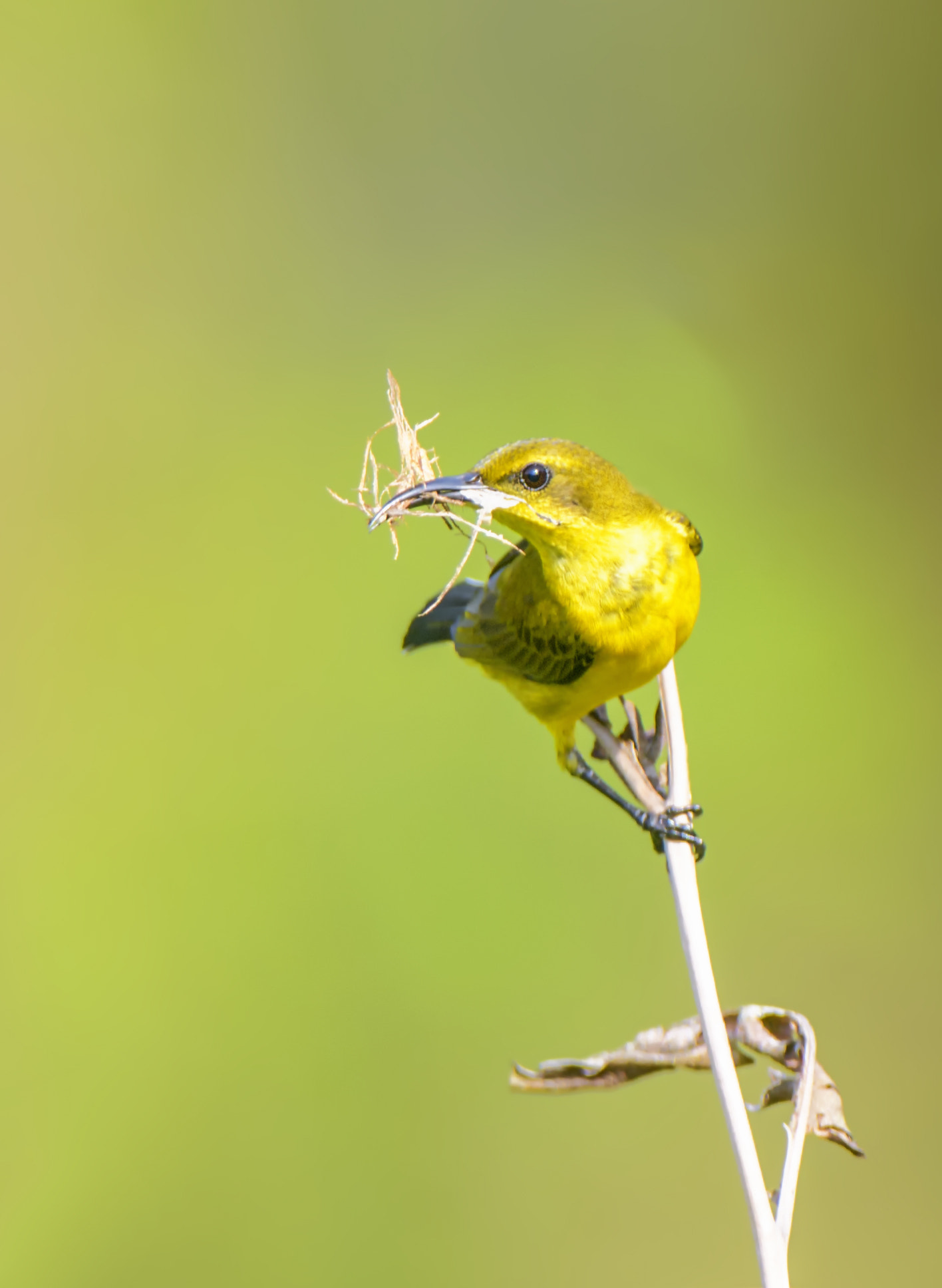 Nikon AF-S Nikkor 200-400mm F4G ED-IF VR sample photo. Sunbird photography