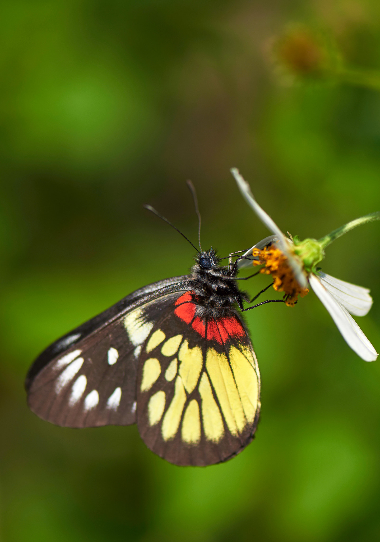Nikon D810 sample photo. Butterfly photography