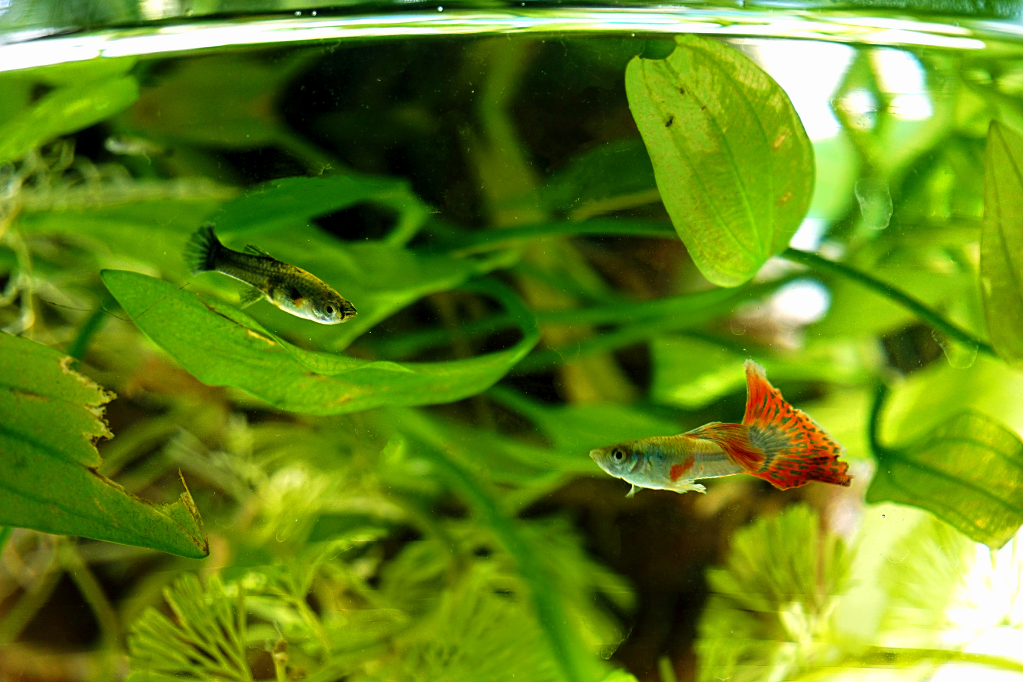 Sony a6300 + Sony E 55-210mm F4.5-6.3 OSS sample photo. Guppy love photography