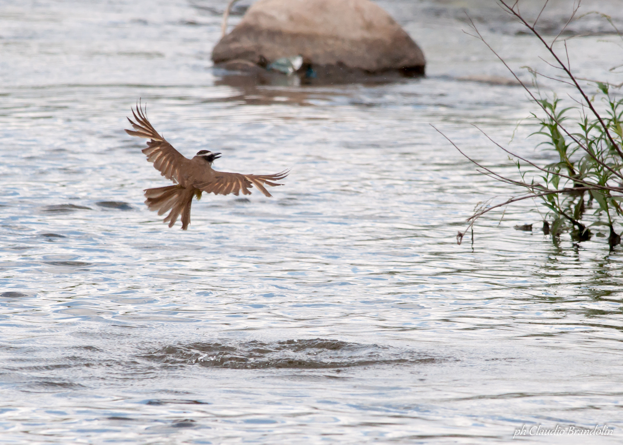 Nikon D90 + Nikon AF-S Nikkor 300mm F4D ED-IF sample photo. Benteveo en pesca photography