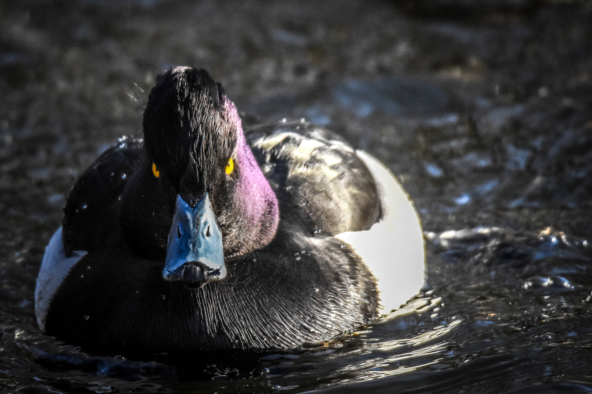 Nikon D7200 + Sigma 150-600mm F5-6.3 DG OS HSM | S sample photo. Angry tufted duck photography