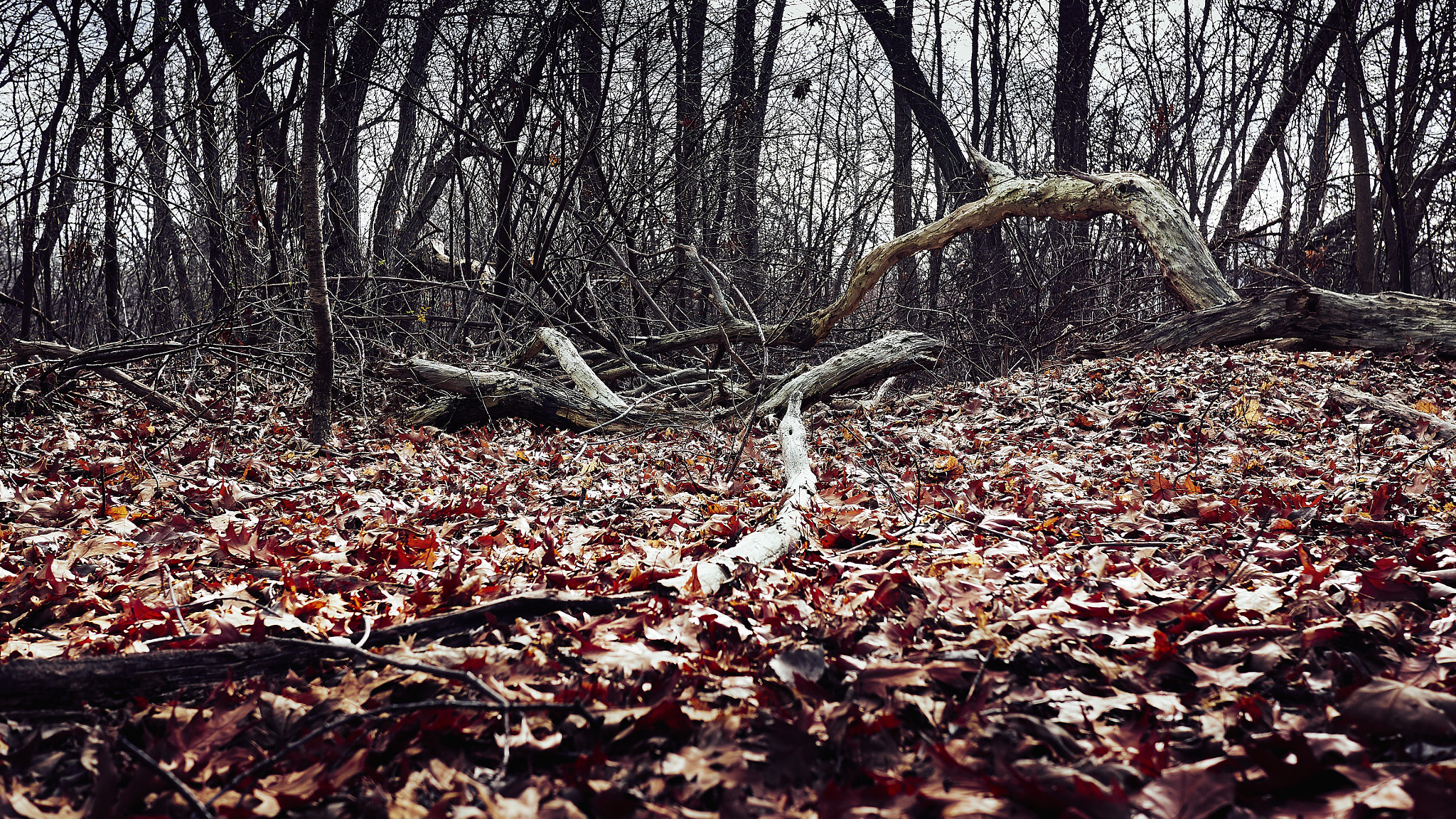 Panasonic Lumix DMC-GX85 (Lumix DMC-GX80 / Lumix DMC-GX7 Mark II) + LUMIX G 20/F1.7 II sample photo. Local wilderness photography