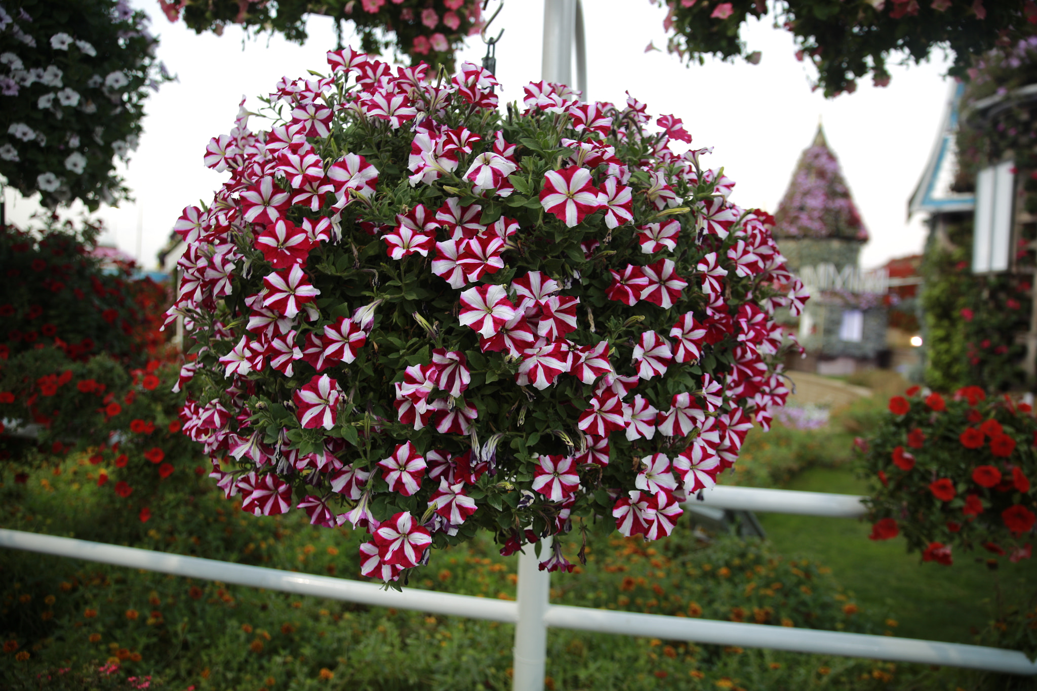 Canon EOS 6D + Canon EF 50mm f/1.8 sample photo. Flowers of miracle garden, dubai photography