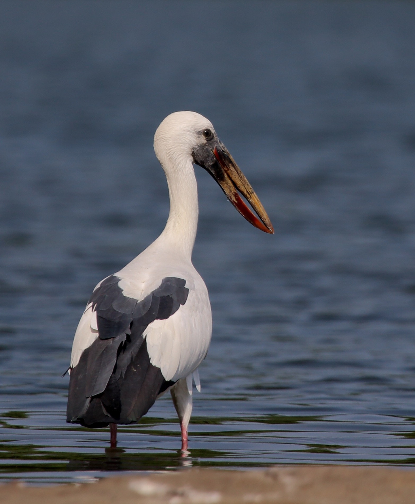 Canon EF 100-400mm F4.5-5.6L IS USM sample photo. Like me... photography