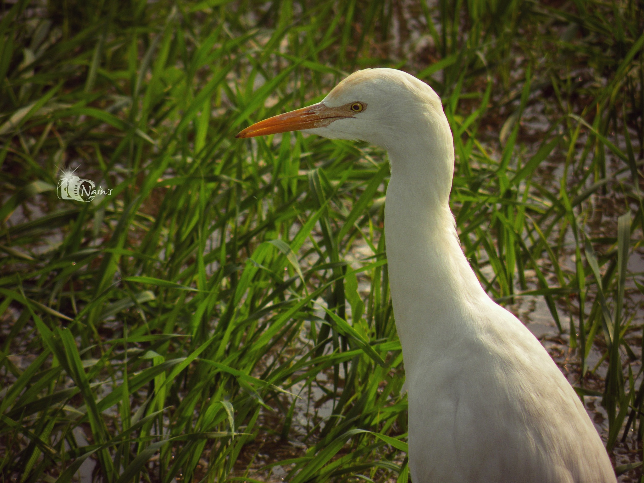 HDR Stork...