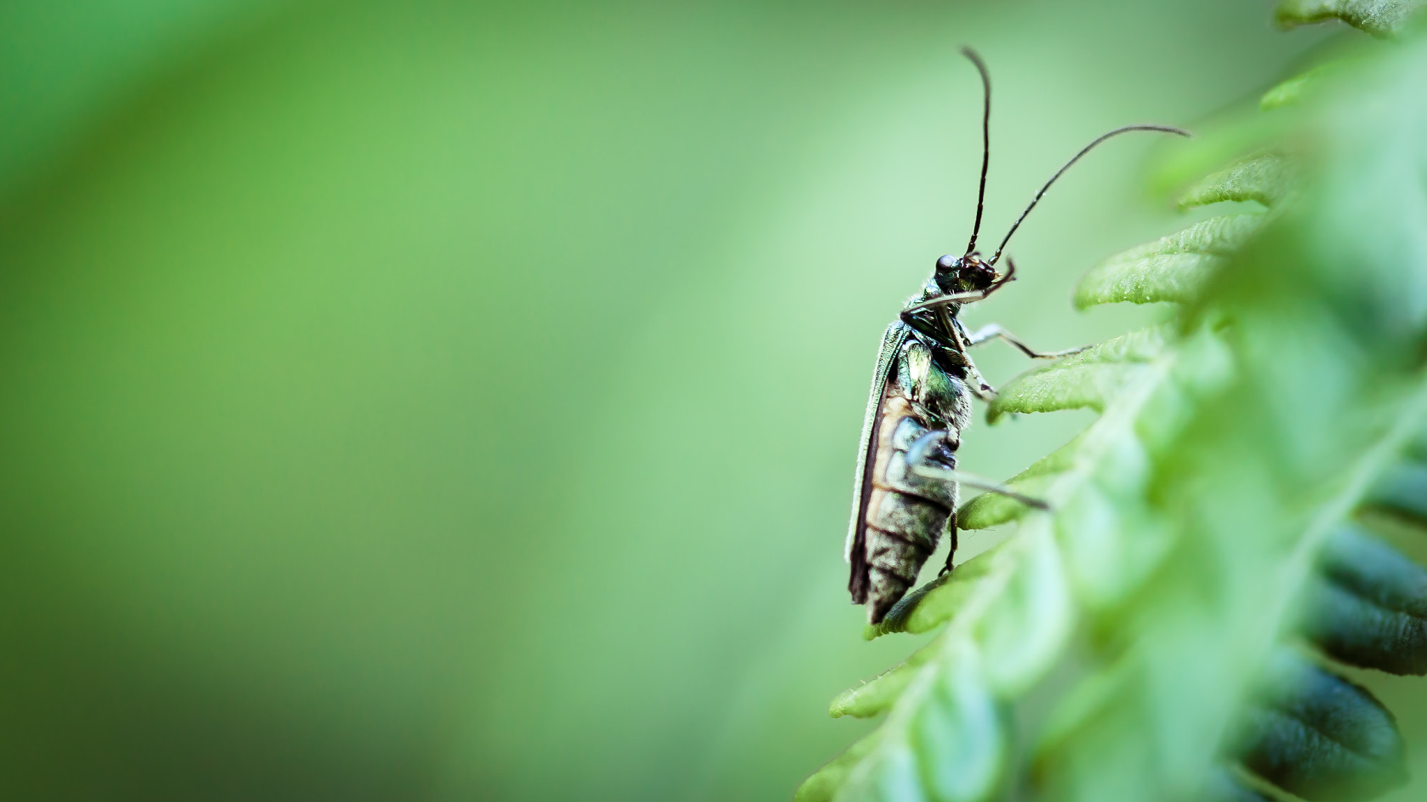 Canon EF 100mm F2.8 Macro USM sample photo. Macro photography