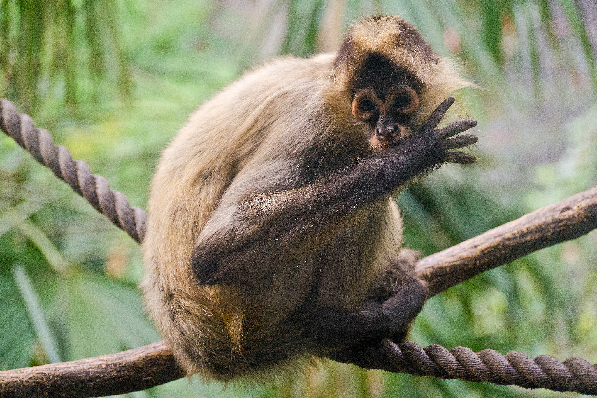 Sony DT 55-300mm F4.5-5.6 SAM sample photo. Monkey thumb sucking photography