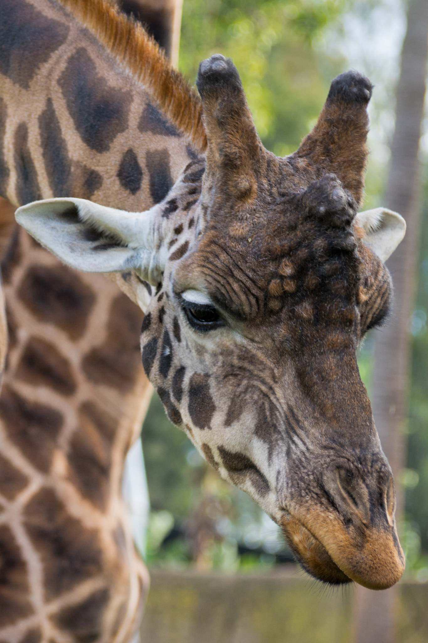 Sony DT 55-300mm F4.5-5.6 SAM sample photo. Giraffe closeup photography