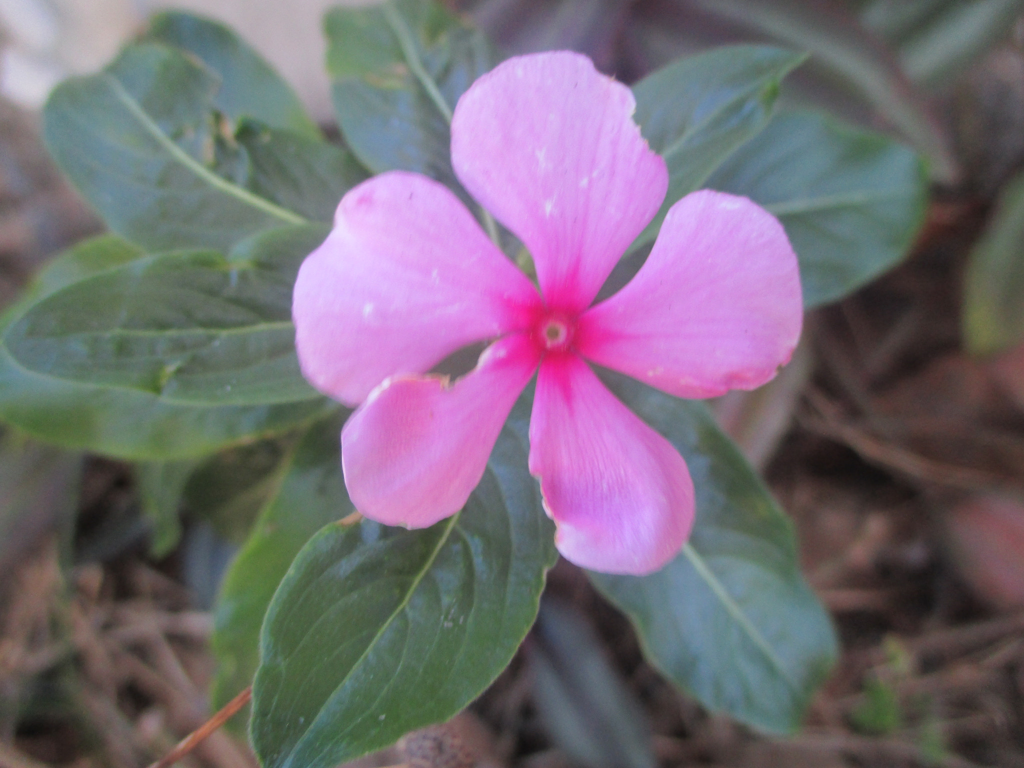 Canon PowerShot ELPH 115 IS (IXUS 132 / IXY 90F) sample photo. Pink flower photography