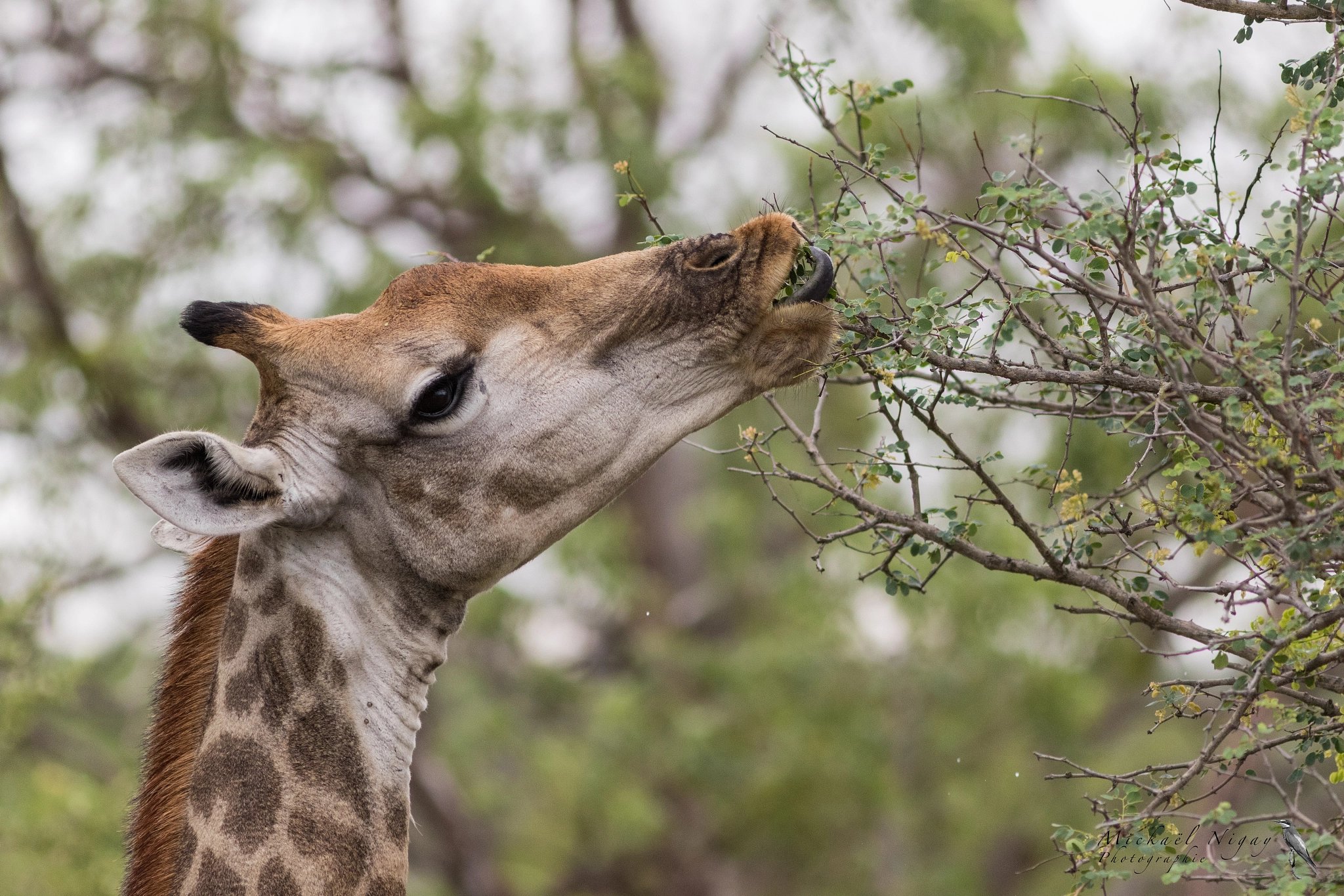 Canon EOS 7D Mark II + Canon EF 300mm F4L IS USM sample photo. Girafe photography