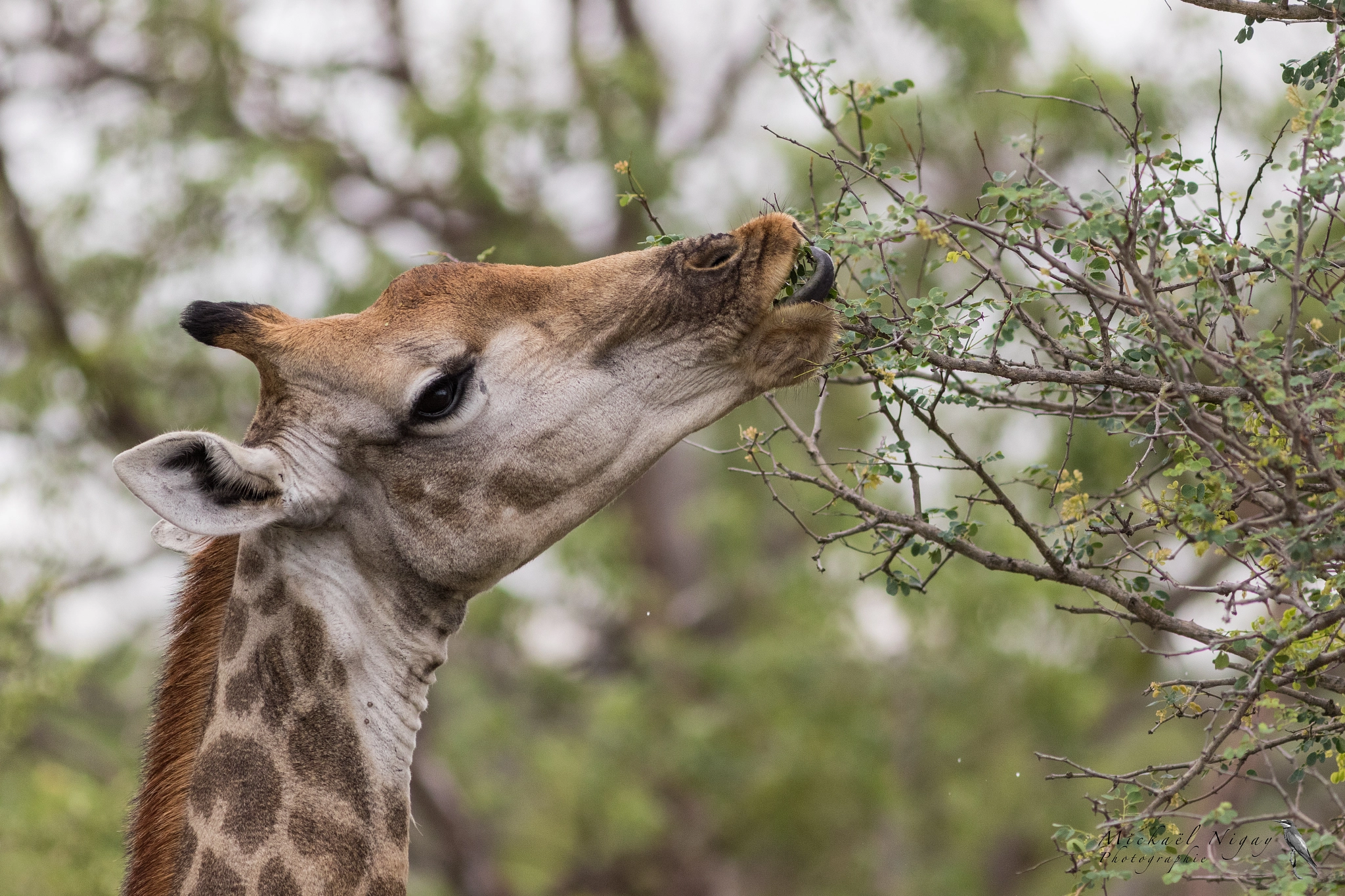 Canon EF 300mm F4L IS USM sample photo. Girafe photography