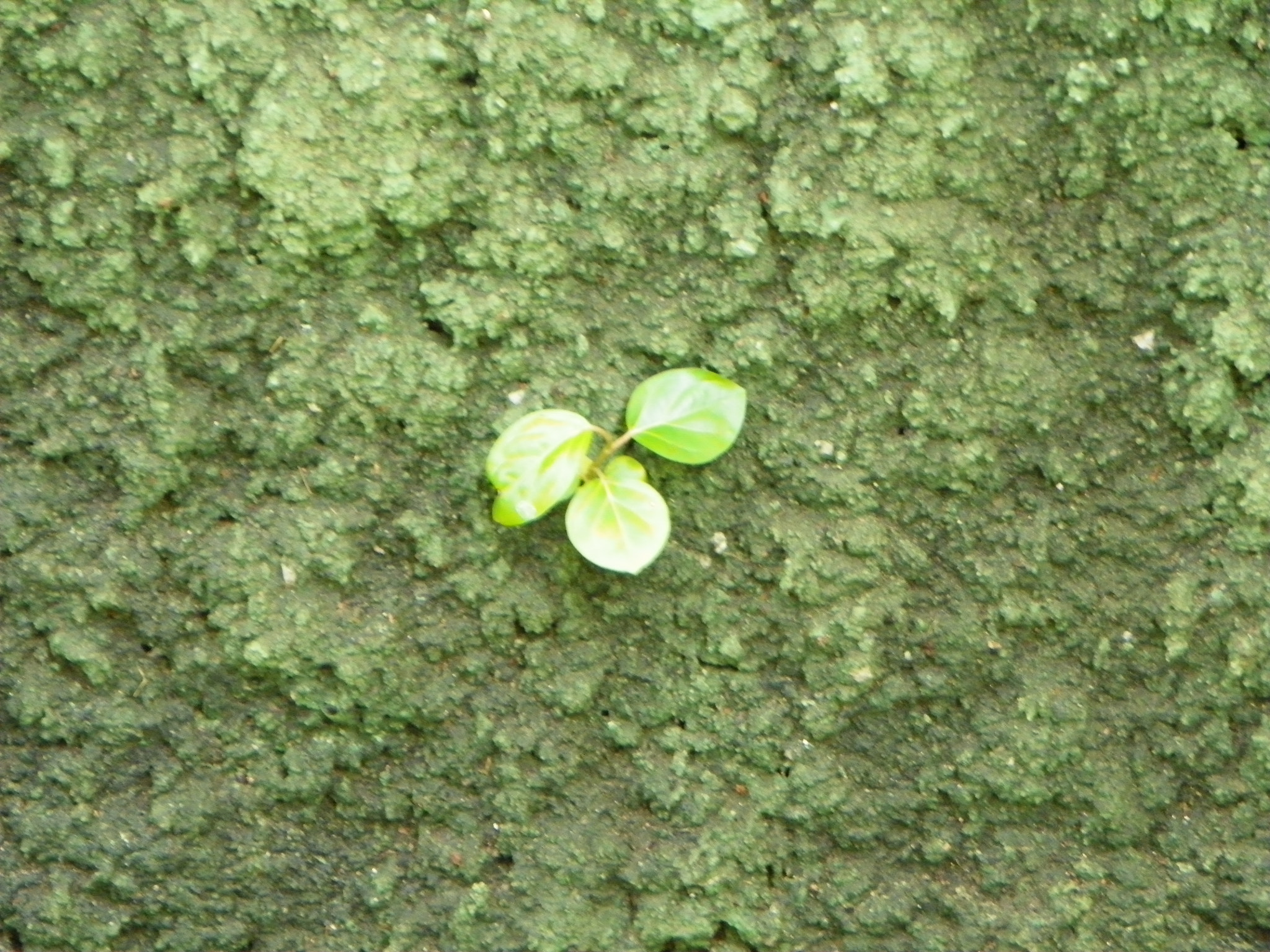 Kodak EasyShare Z981 sample photo. 100_1142.jpg photography
