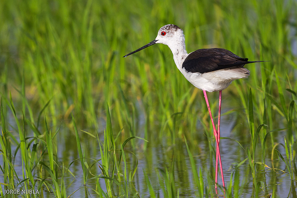 Canon EOS 7D + Canon EF 500mm F4L IS II USM sample photo. Cigüeñuela común (himantopus himantopus). photography