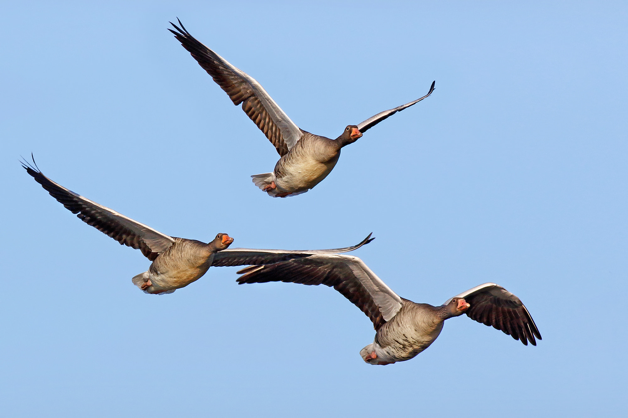 Canon EF 500mm f/4.5L sample photo. Wild geese photography