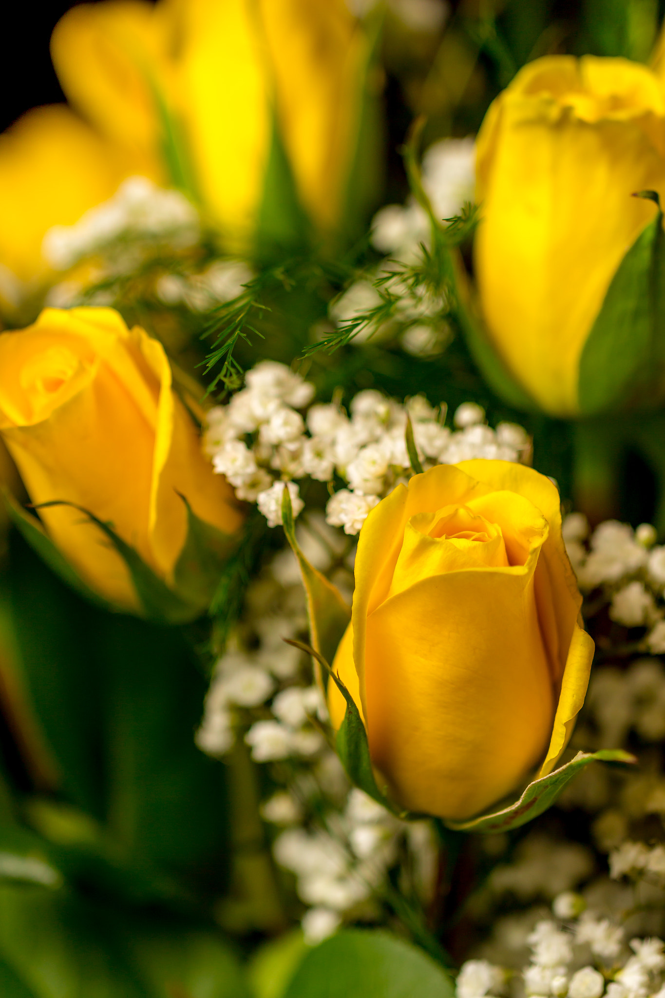 Canon EF 100mm F2.8L Macro IS USM sample photo. Yellow rose photography