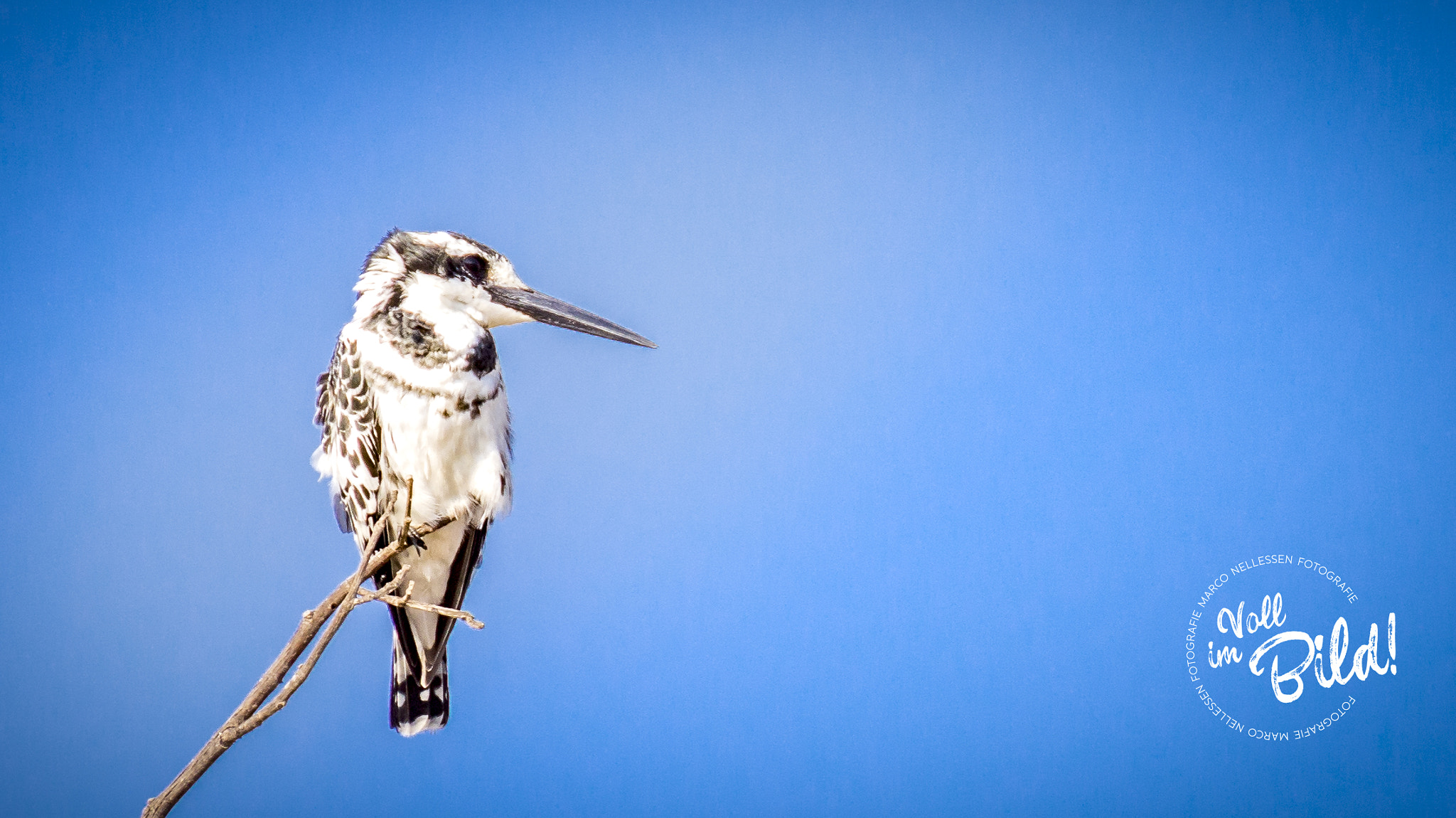 Tamron SP 70-300mm F4-5.6 Di USD sample photo. Pied kingfisher photography